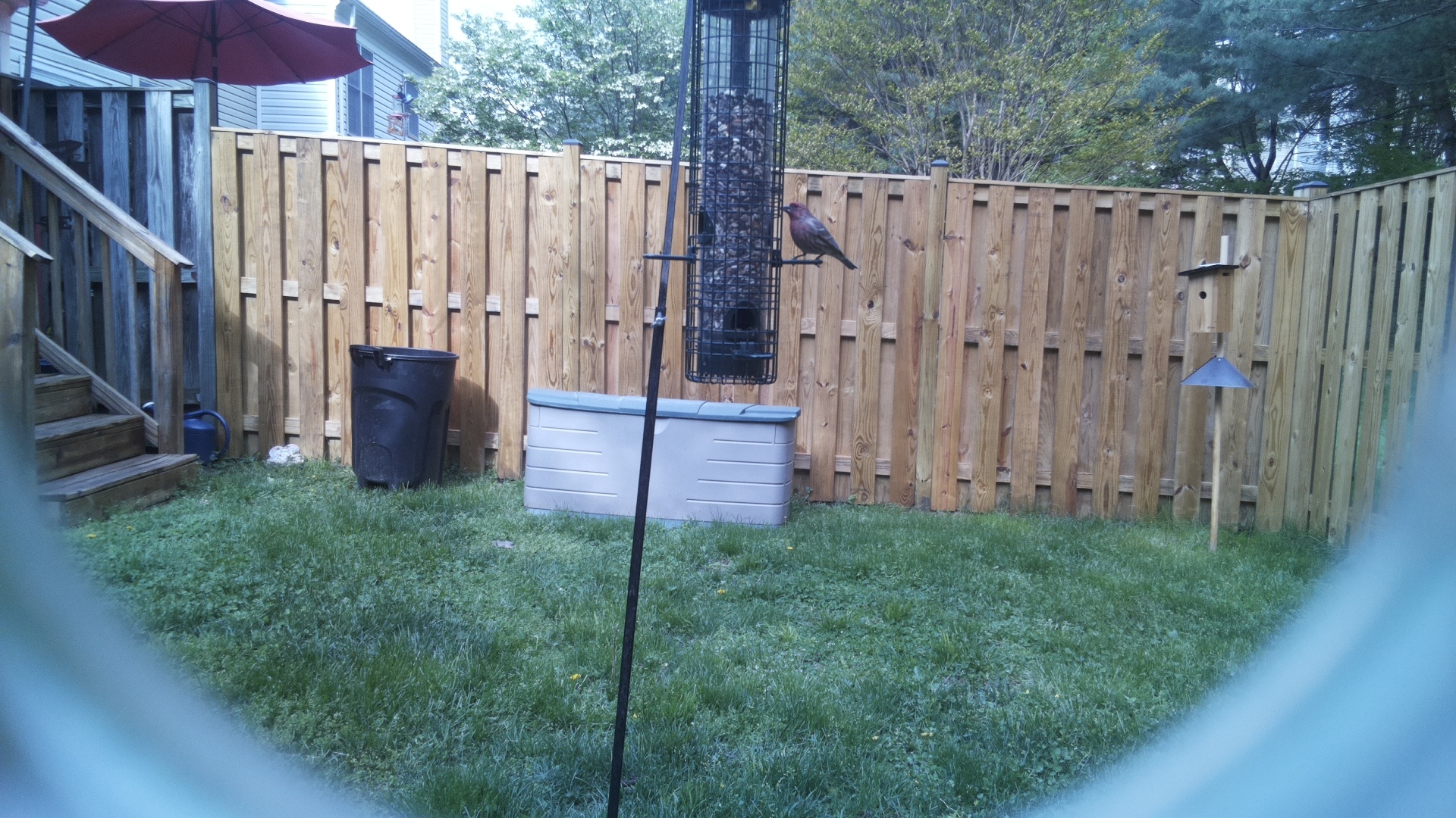 Brown Headed Cowbird