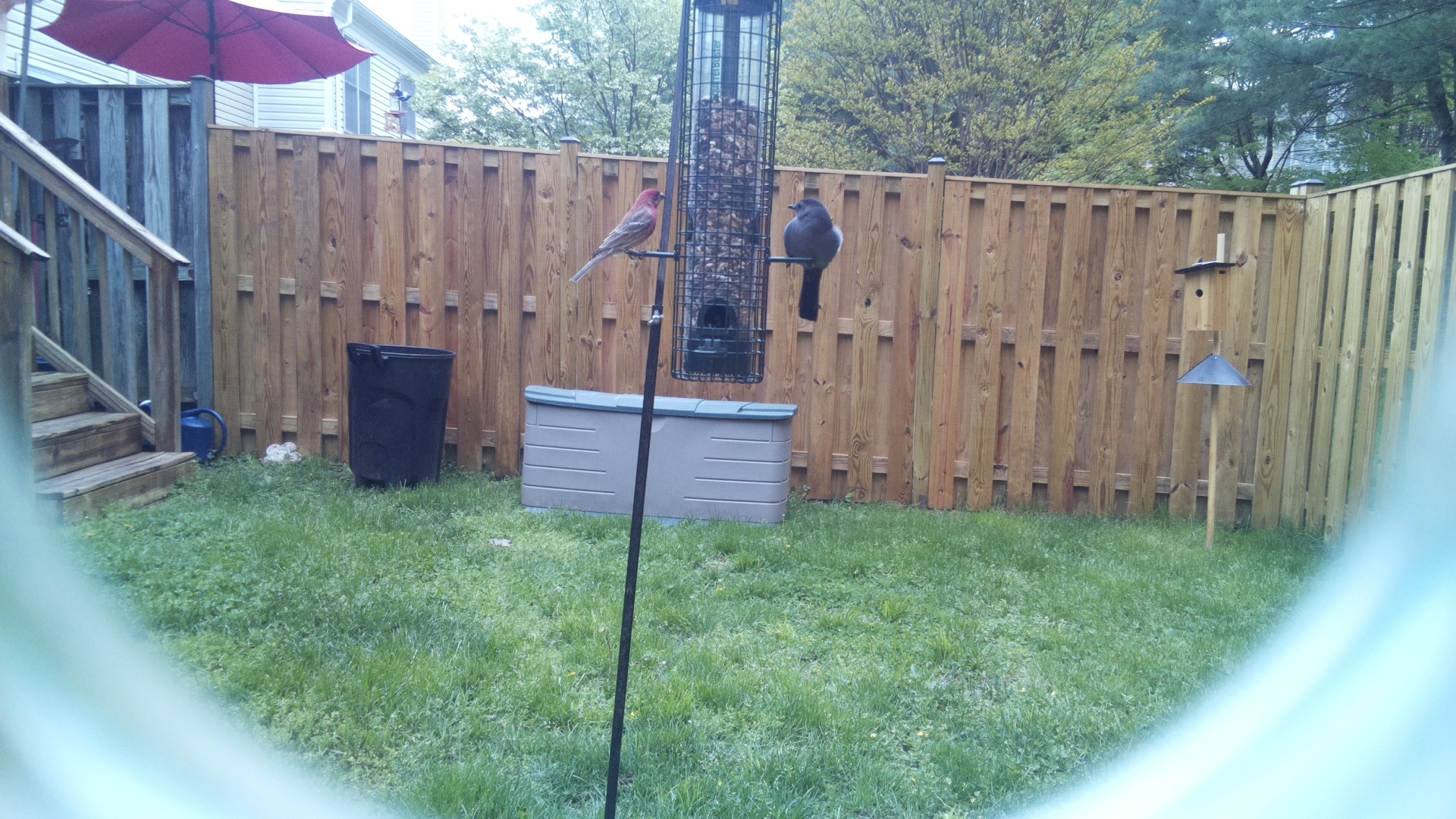 House Finch