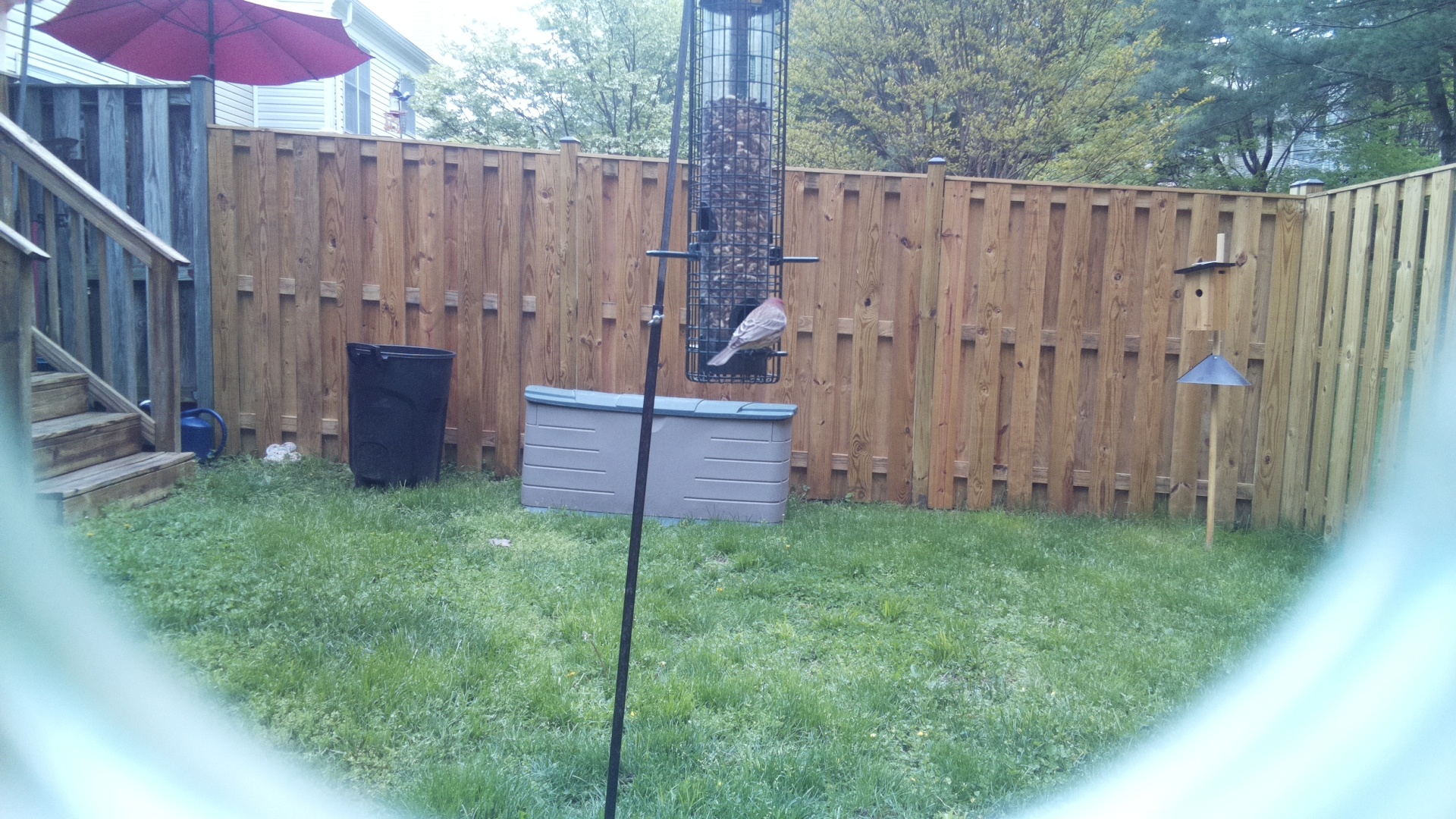 House Finch