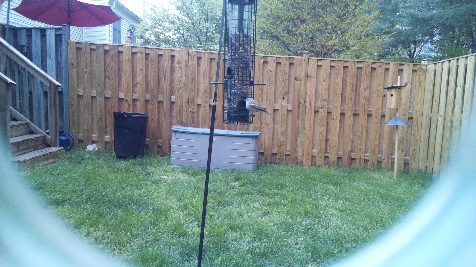 Gray Kingbird