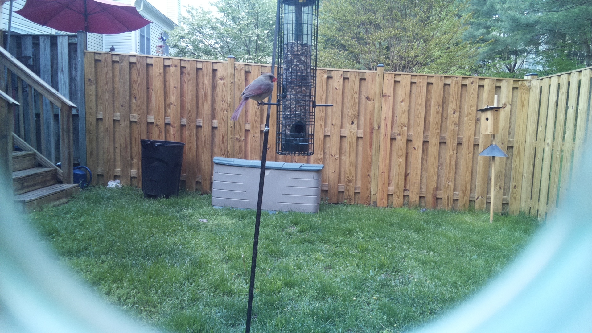 Pyrrhuloxia