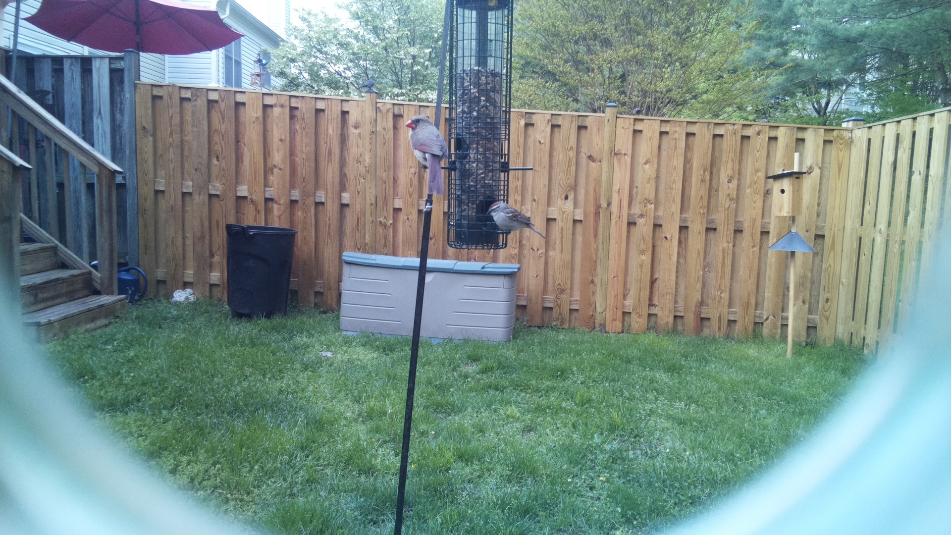 Chipping Sparrow