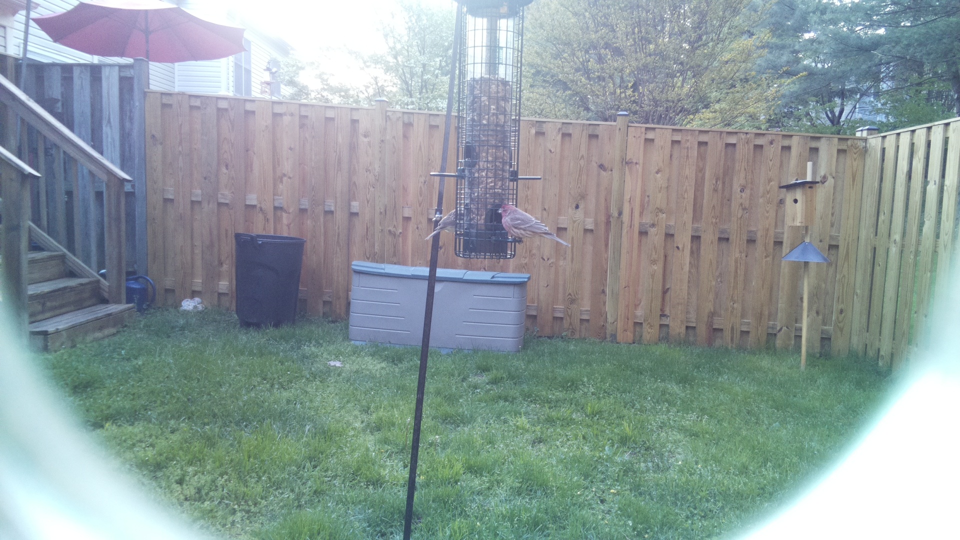 House Finch