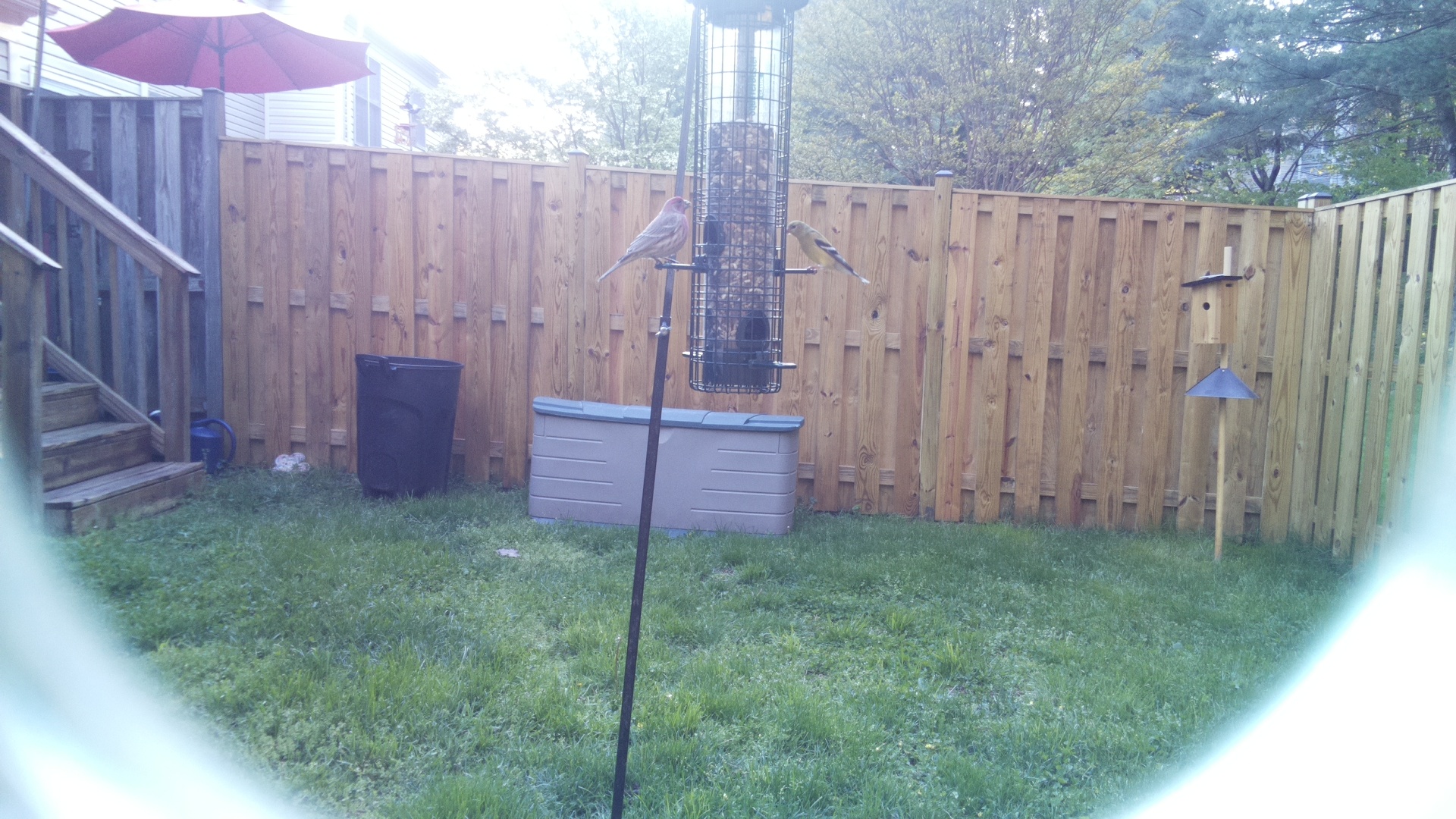 House Finch