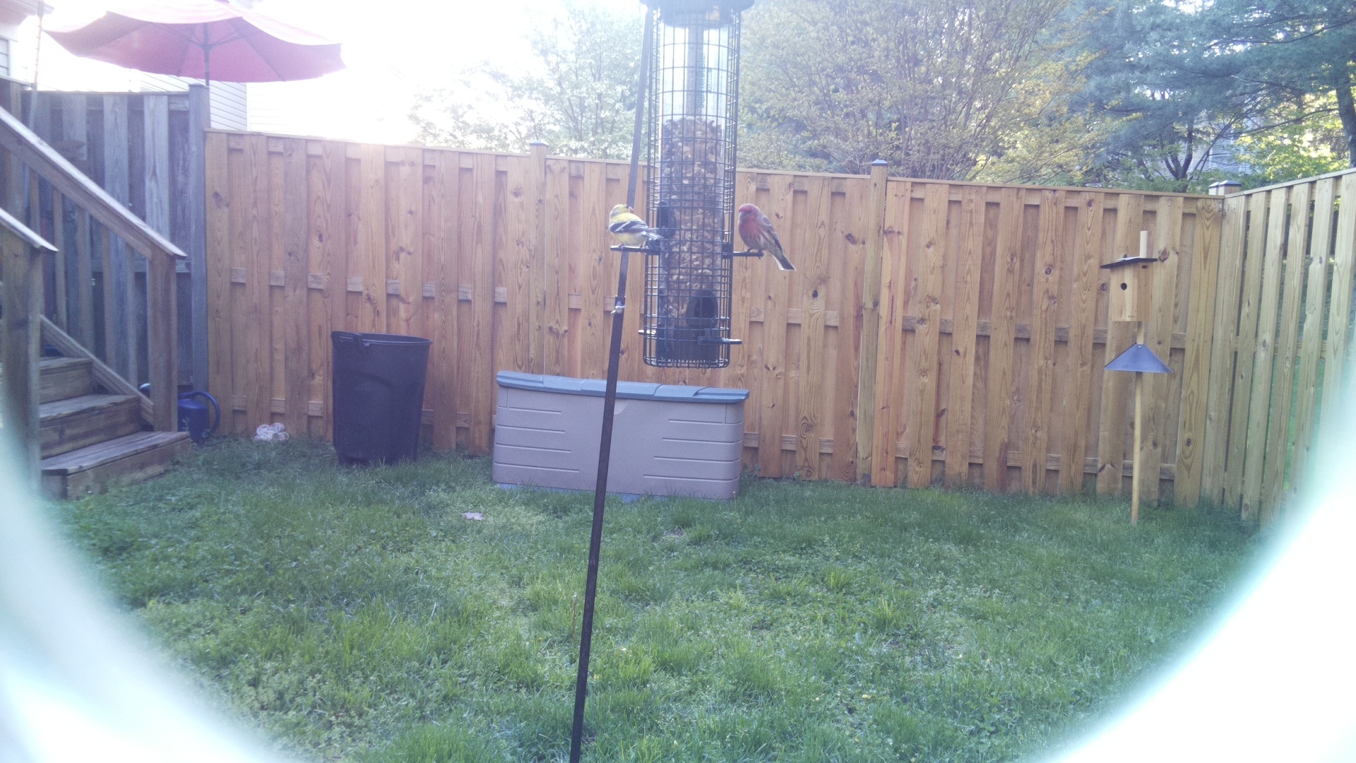 House Finch