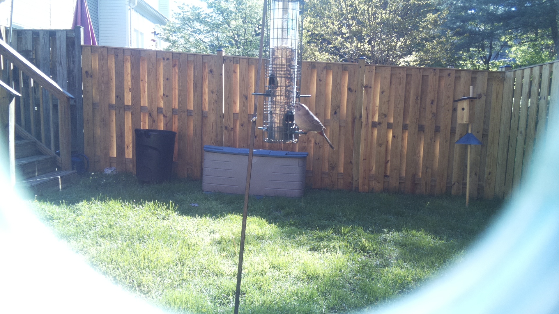 Looney Birds