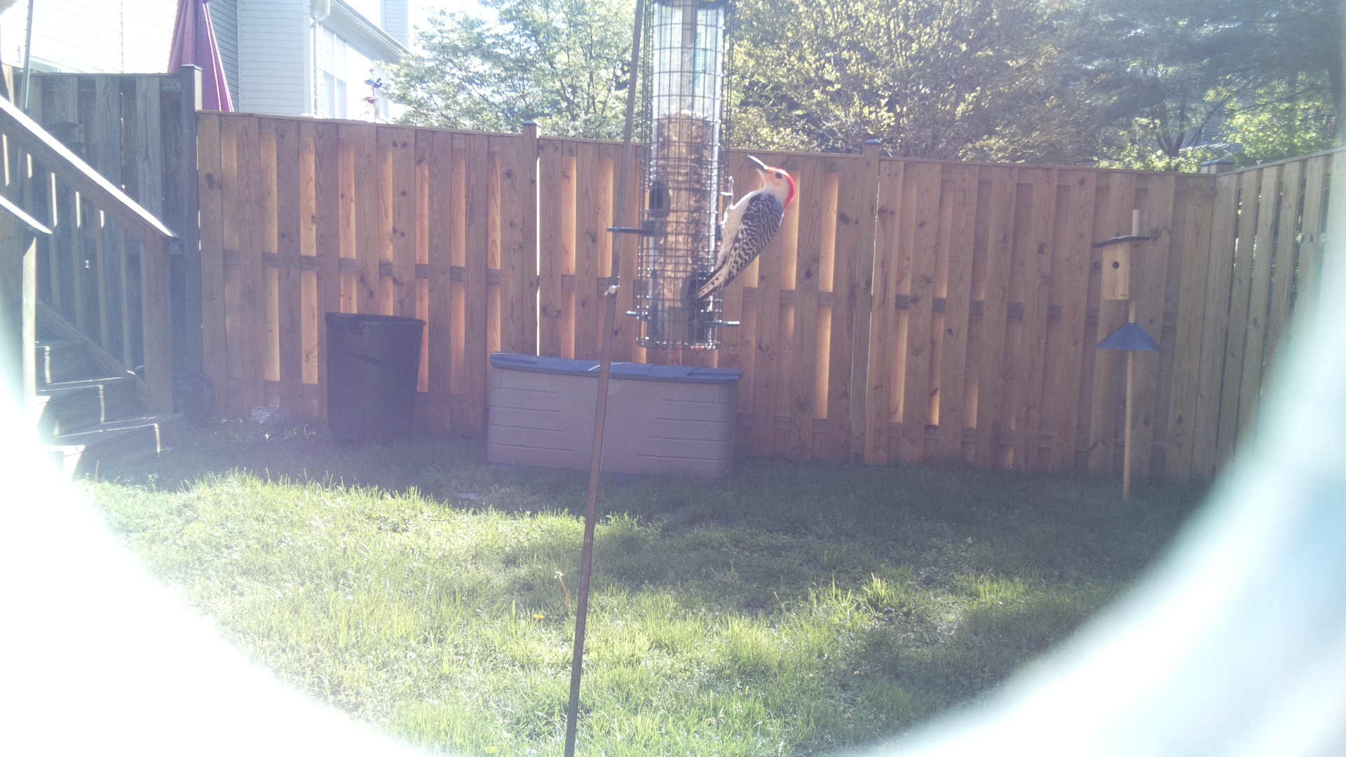 Red Headed Woodpecker