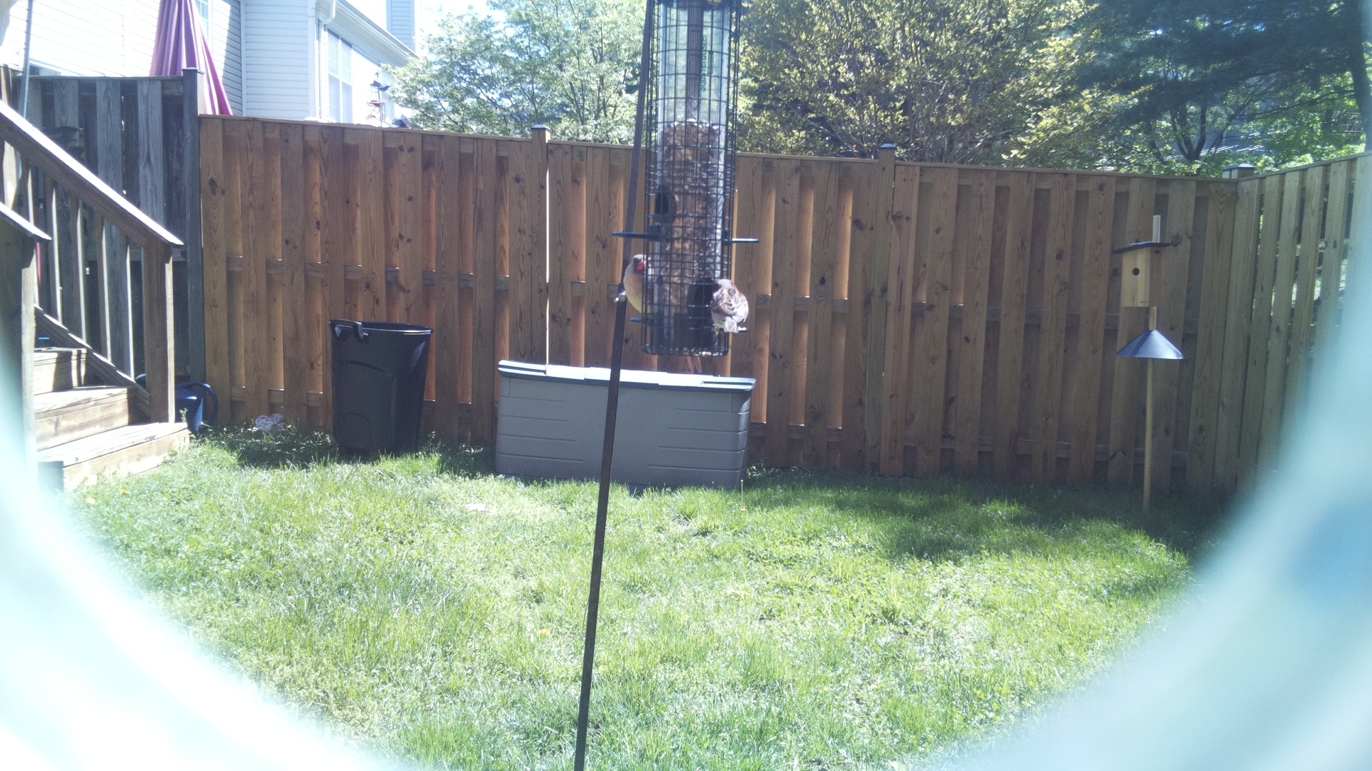 Jacobin Pigeon
