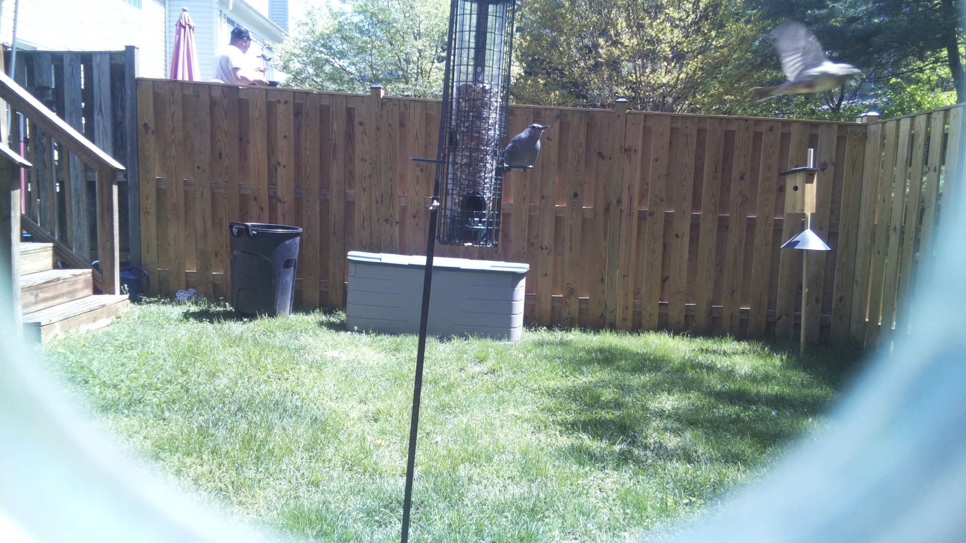 Clarks Nutcracker