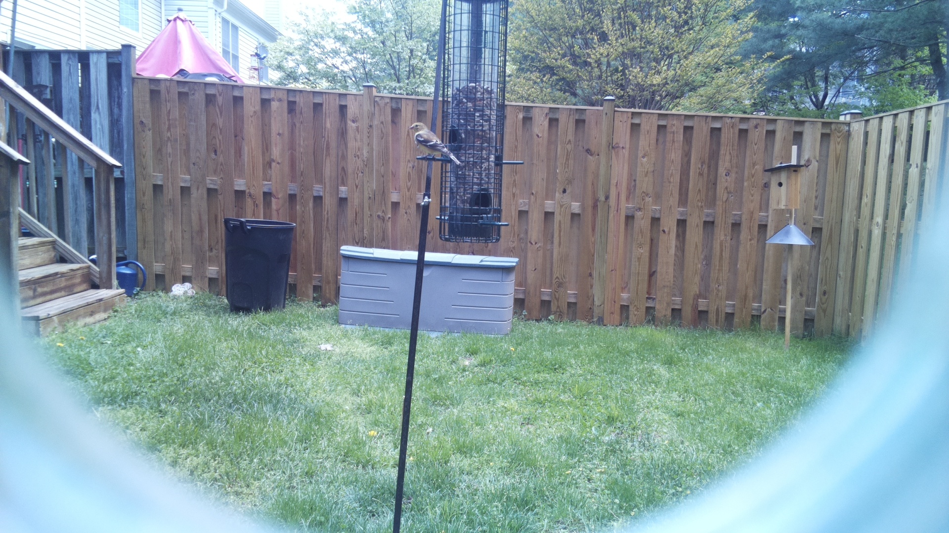 European Goldfinch