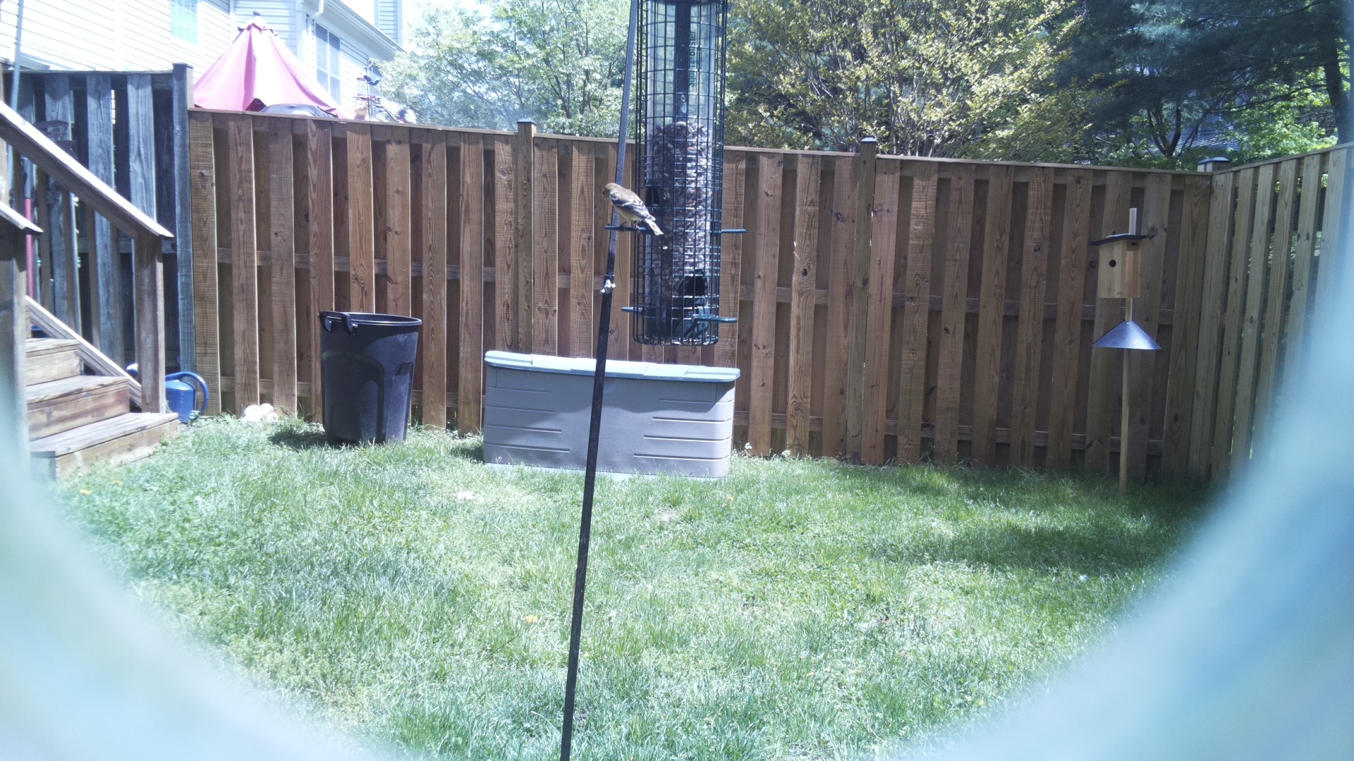 Jacobin Pigeon