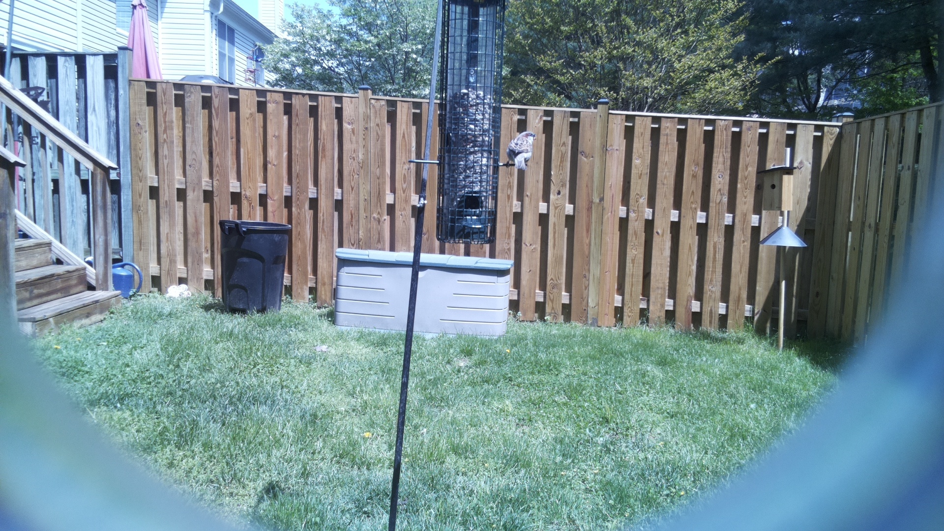 Eurasian Bullfinch