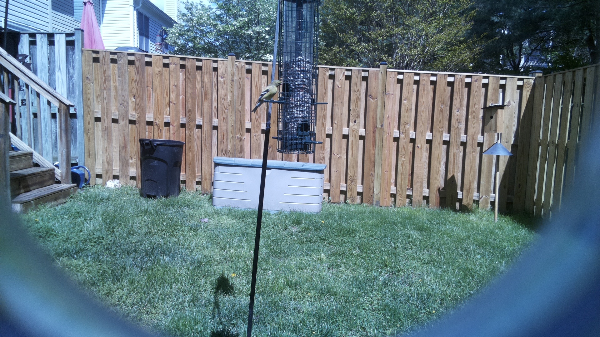 Loggerhead Shrike