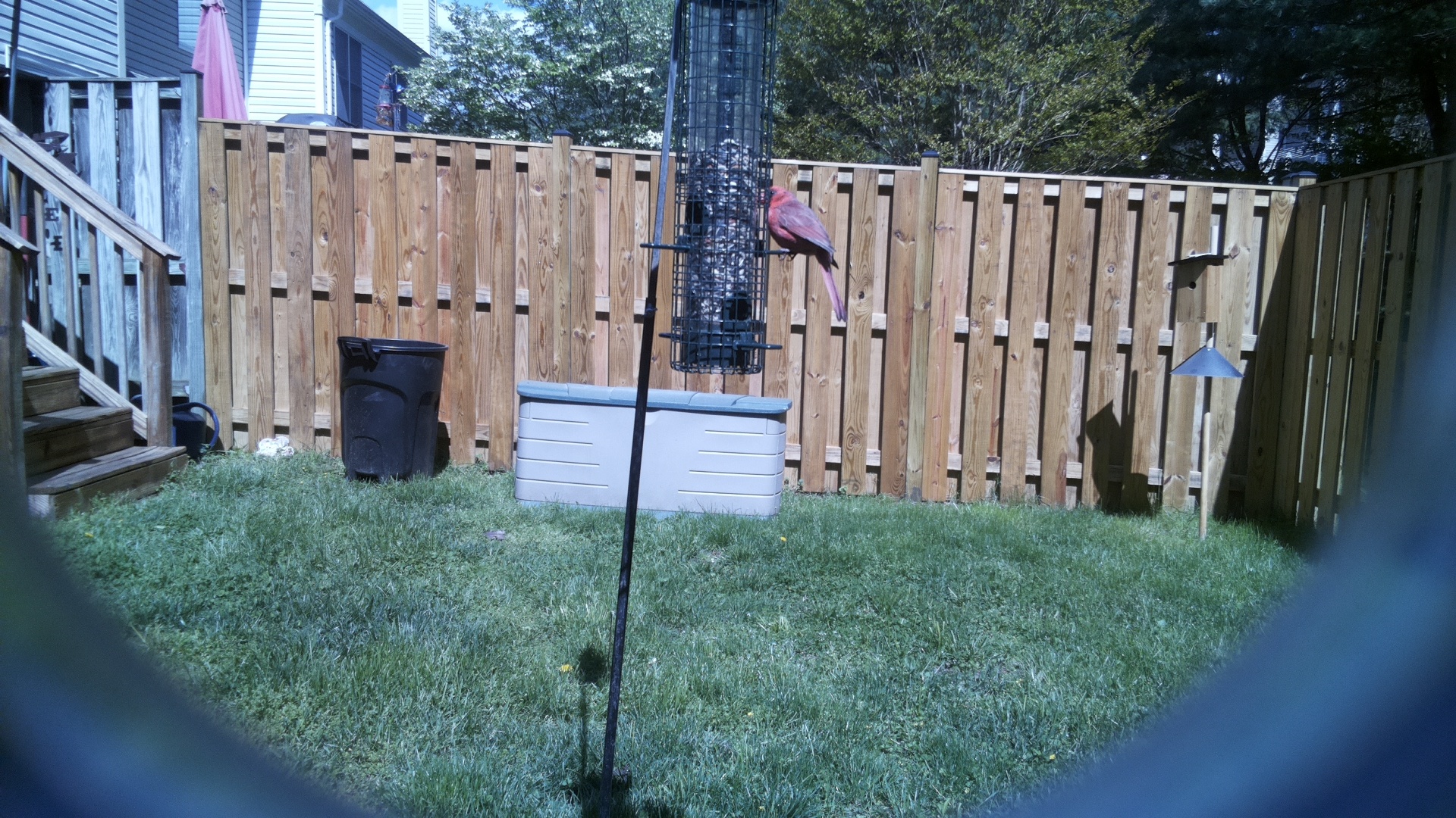 Rose Breasted Cockatoo