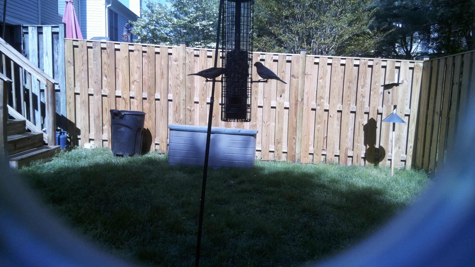 Asian Dollard Bird