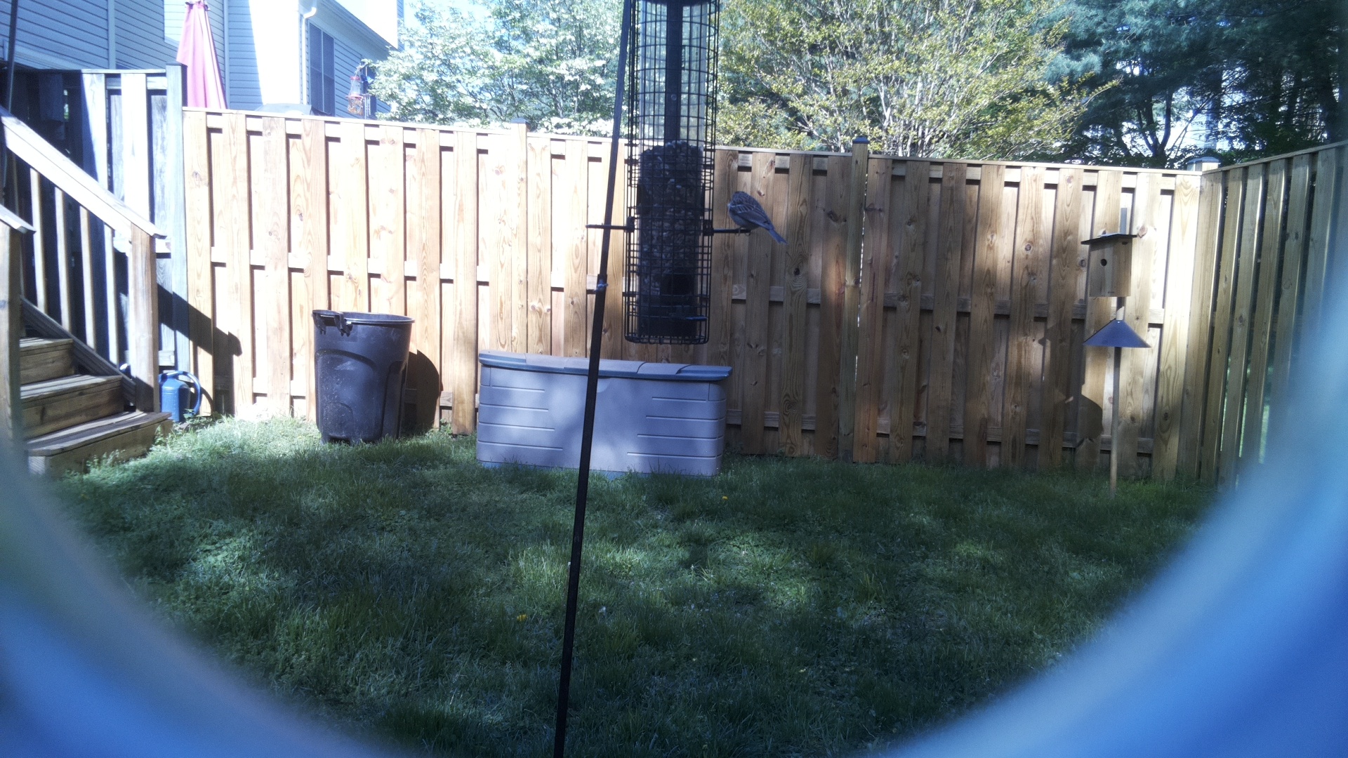 Blue Grosbeak