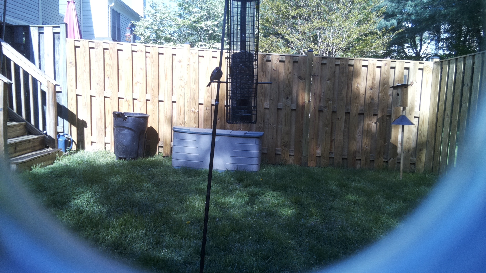 Purple Martin