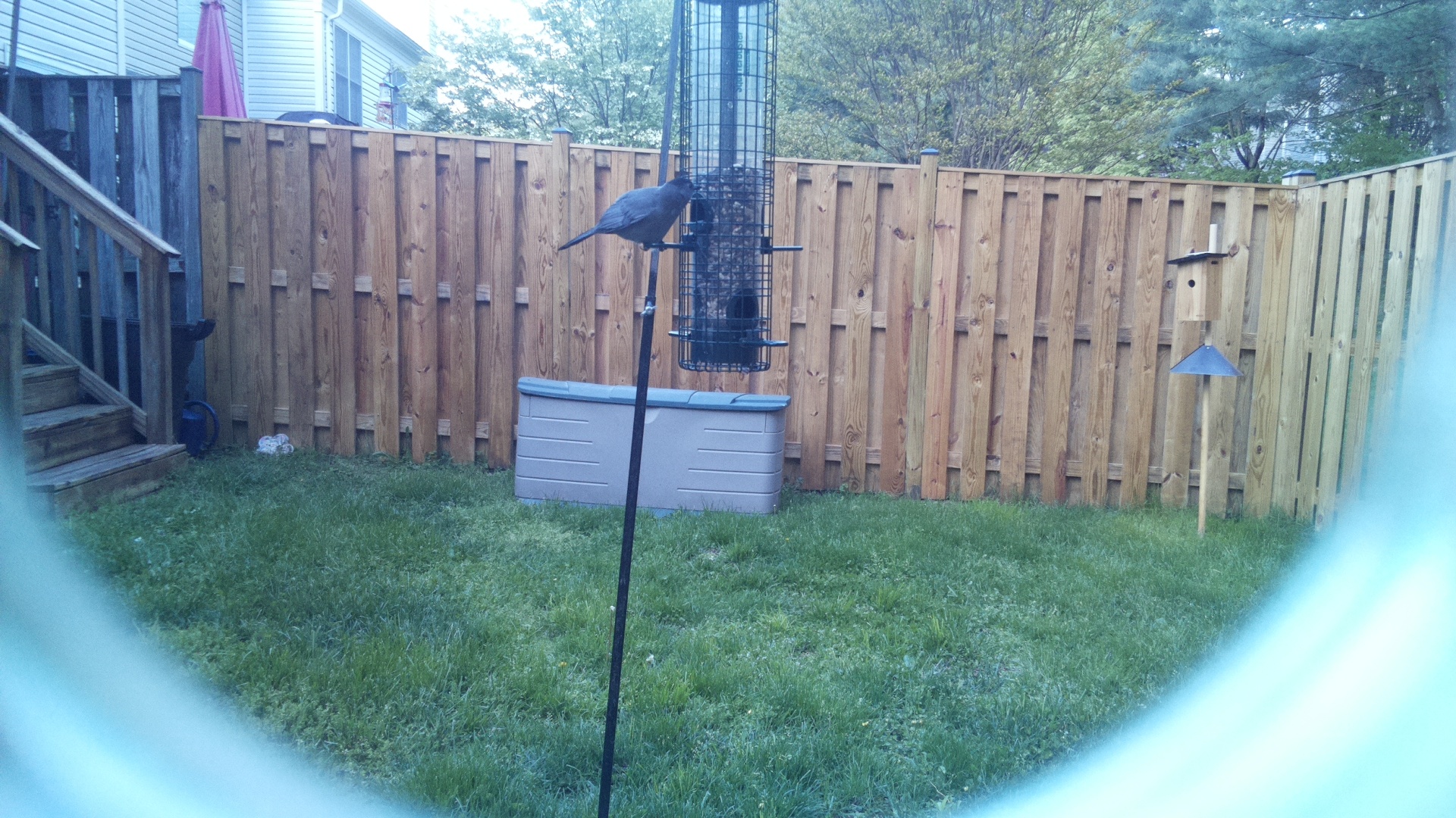 Crow