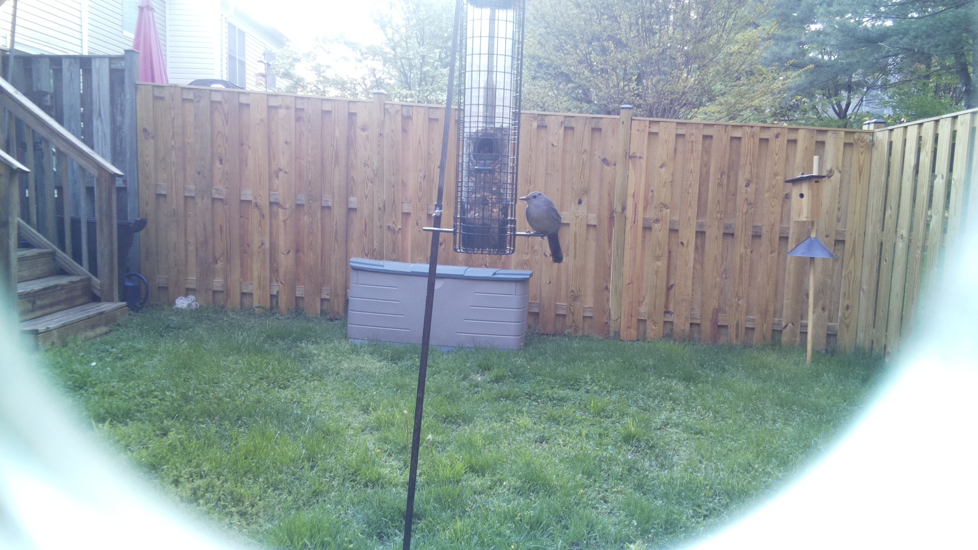 Cape Rock Thrush