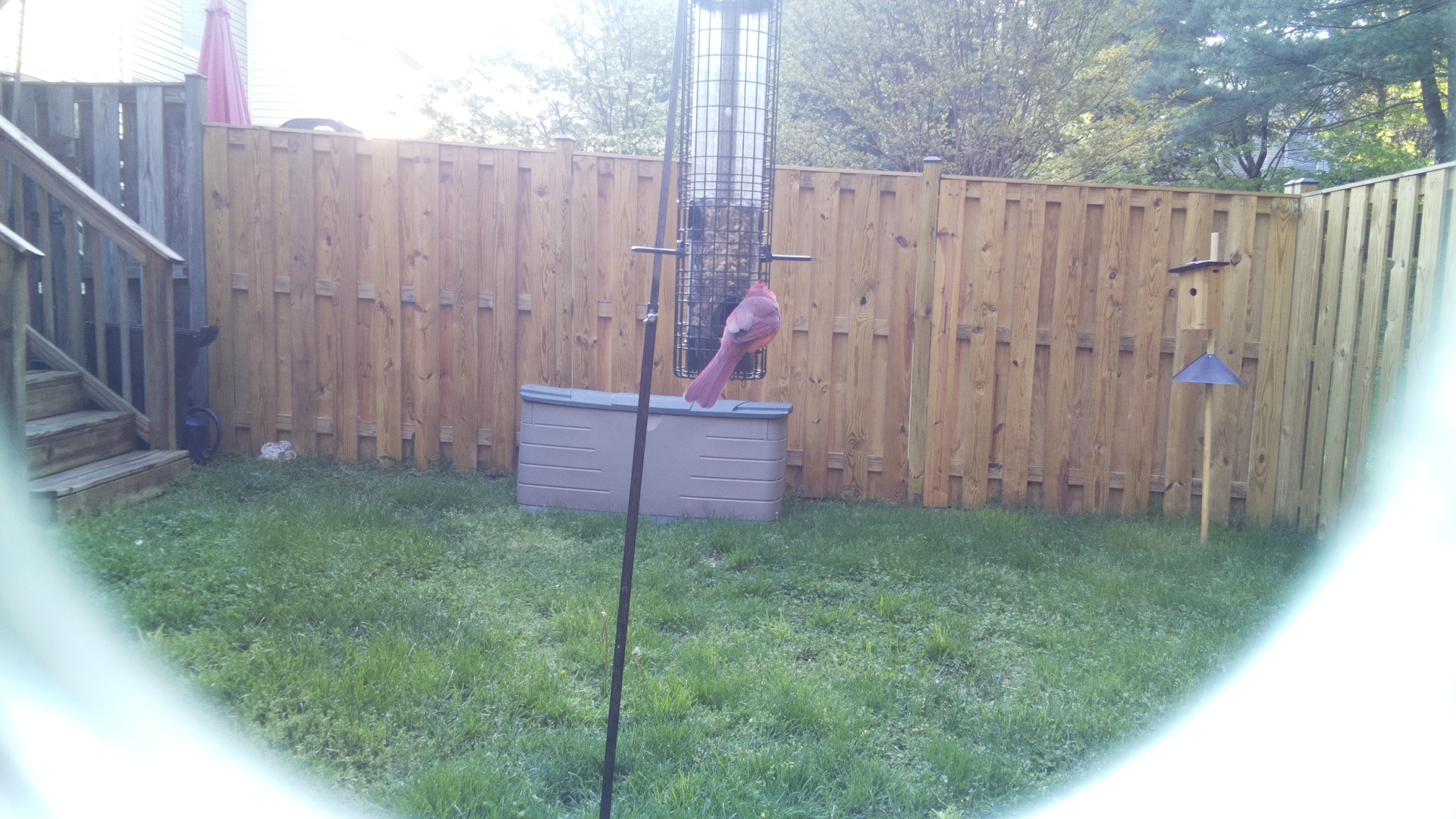 Roseate Spoonbill