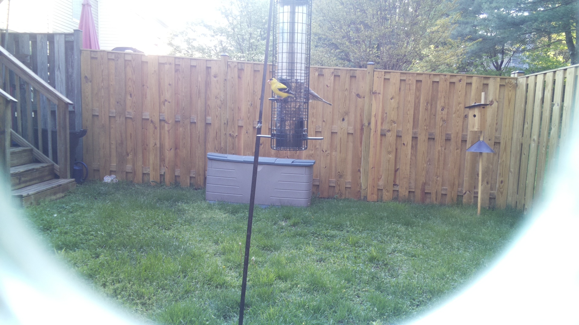 Eurasian Golden Oriole