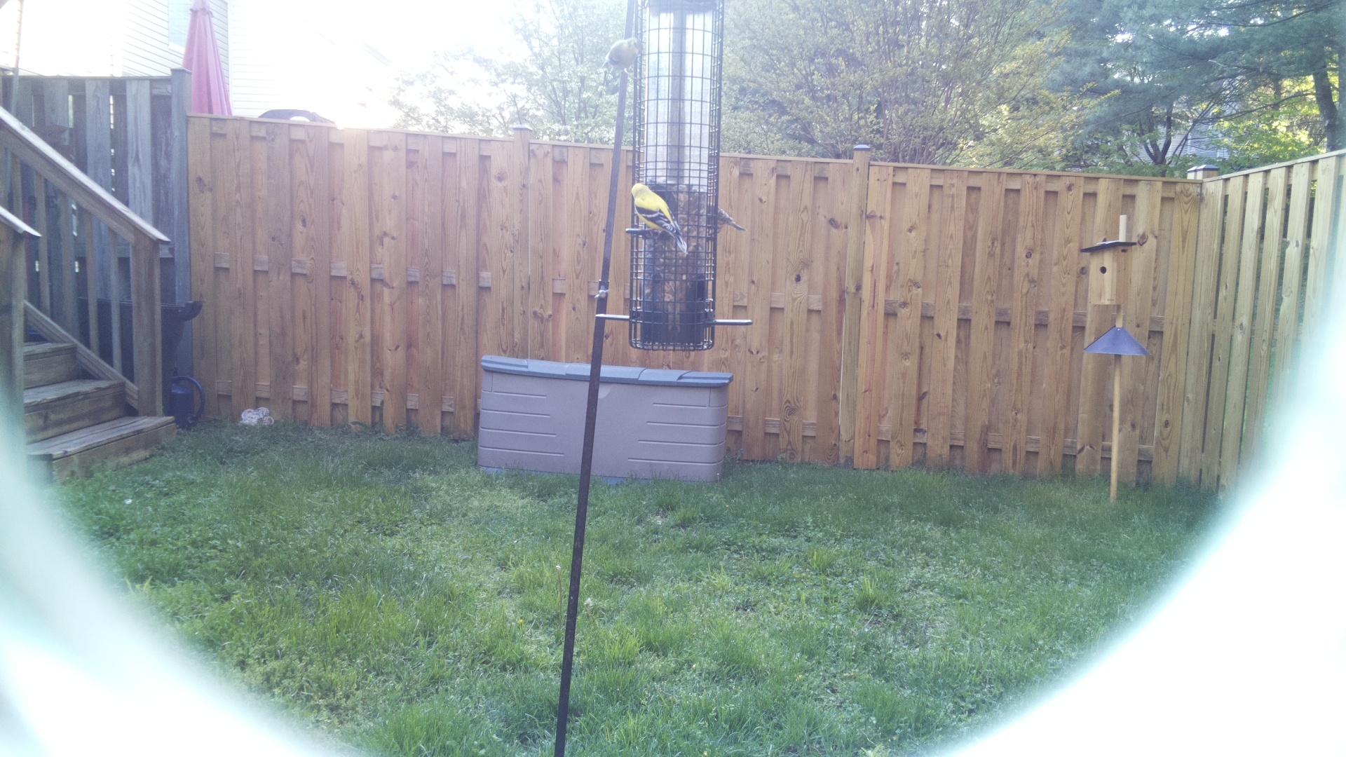 Canary