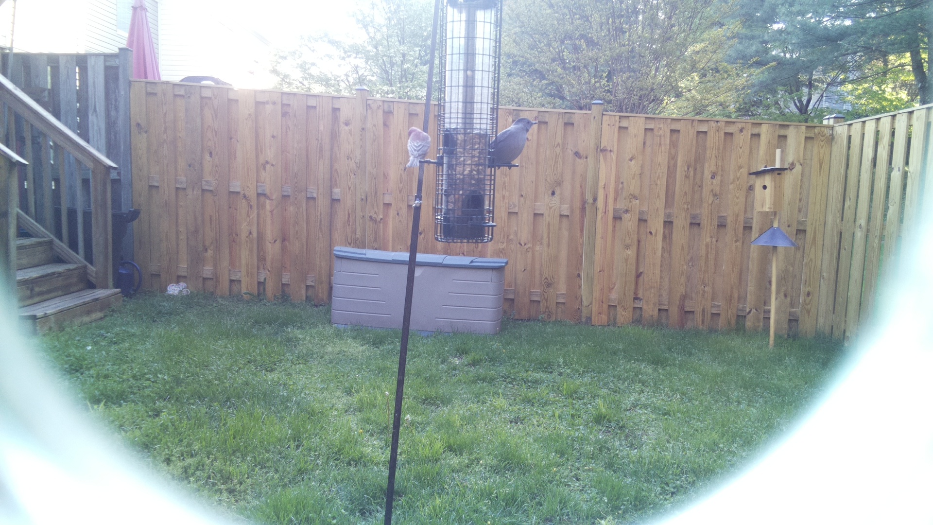 Jacobin Pigeon