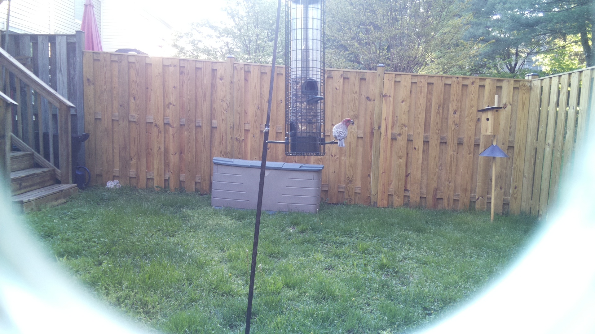 House Finch