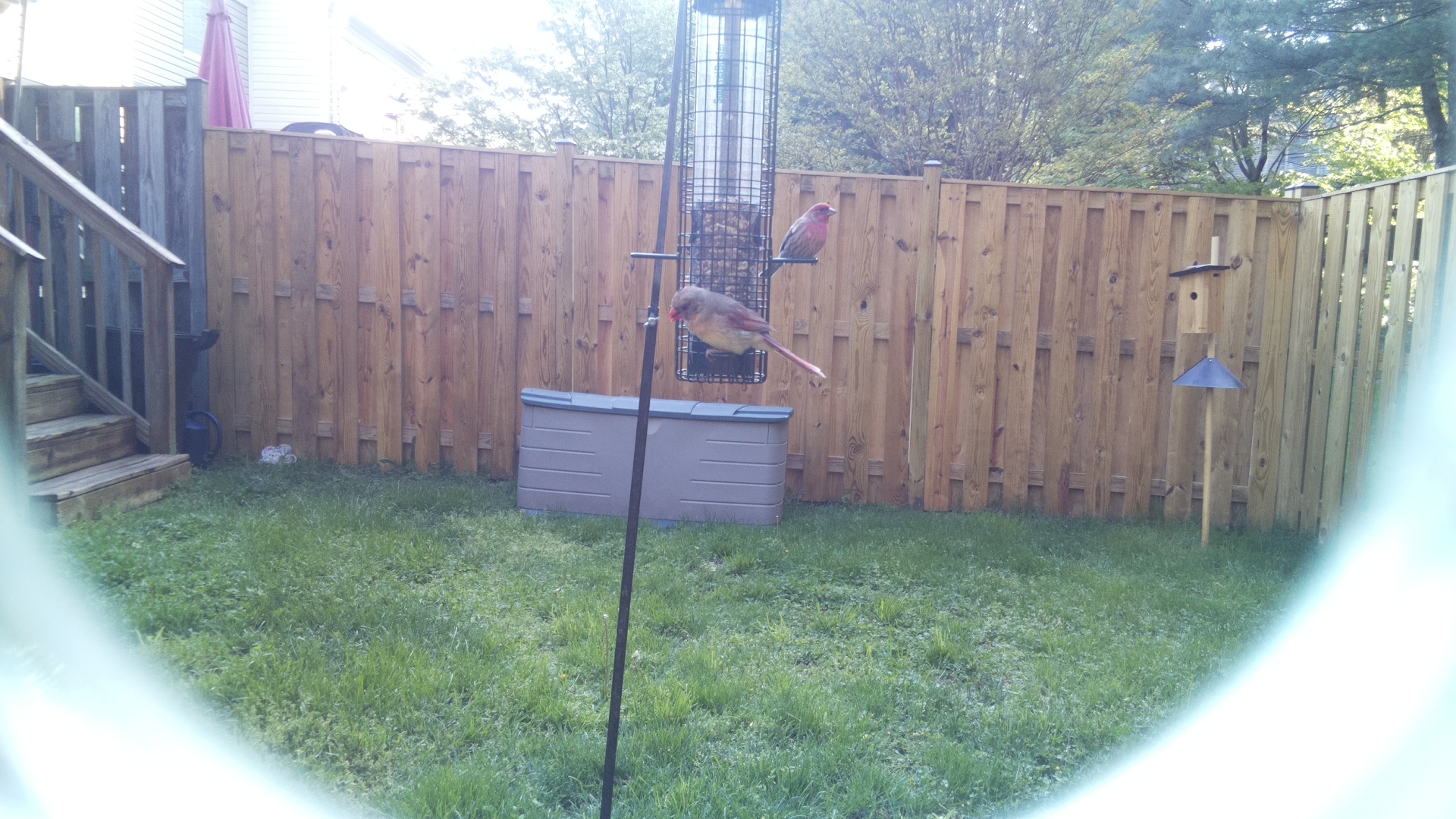 House Finch
