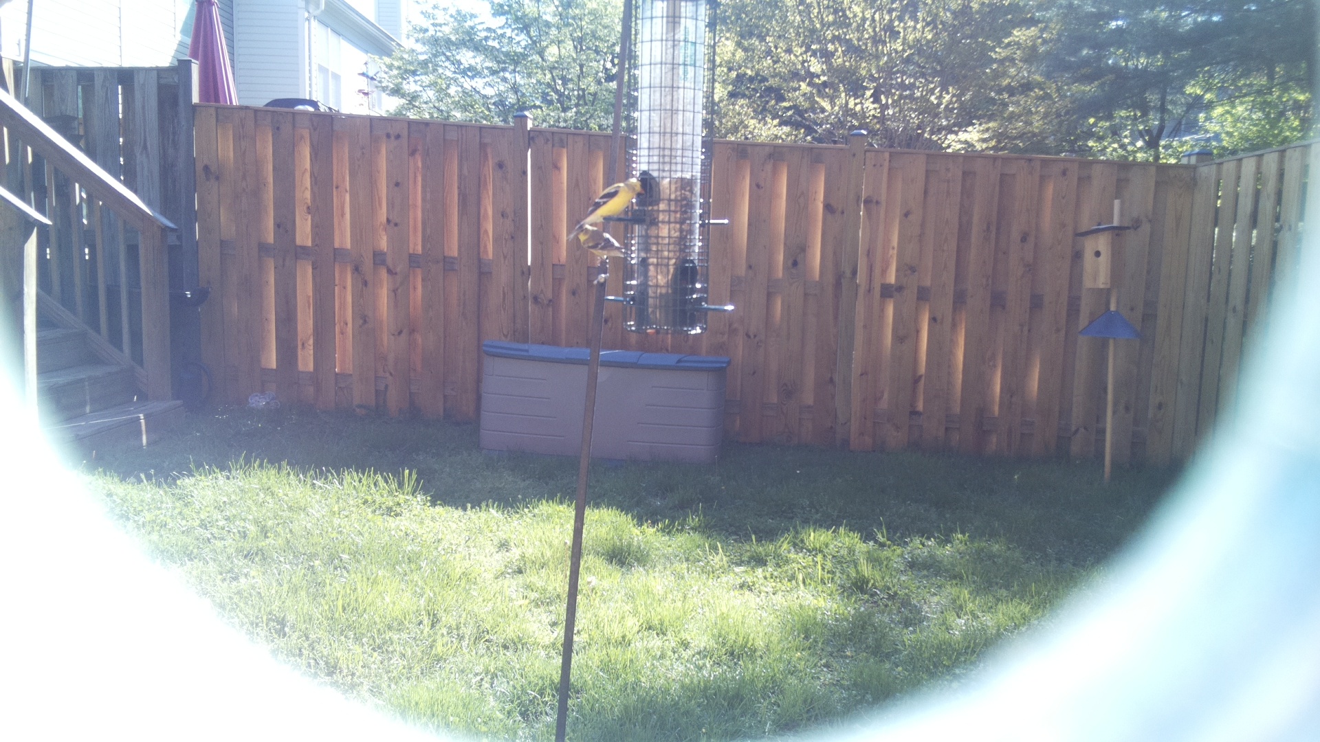 European Goldfinch