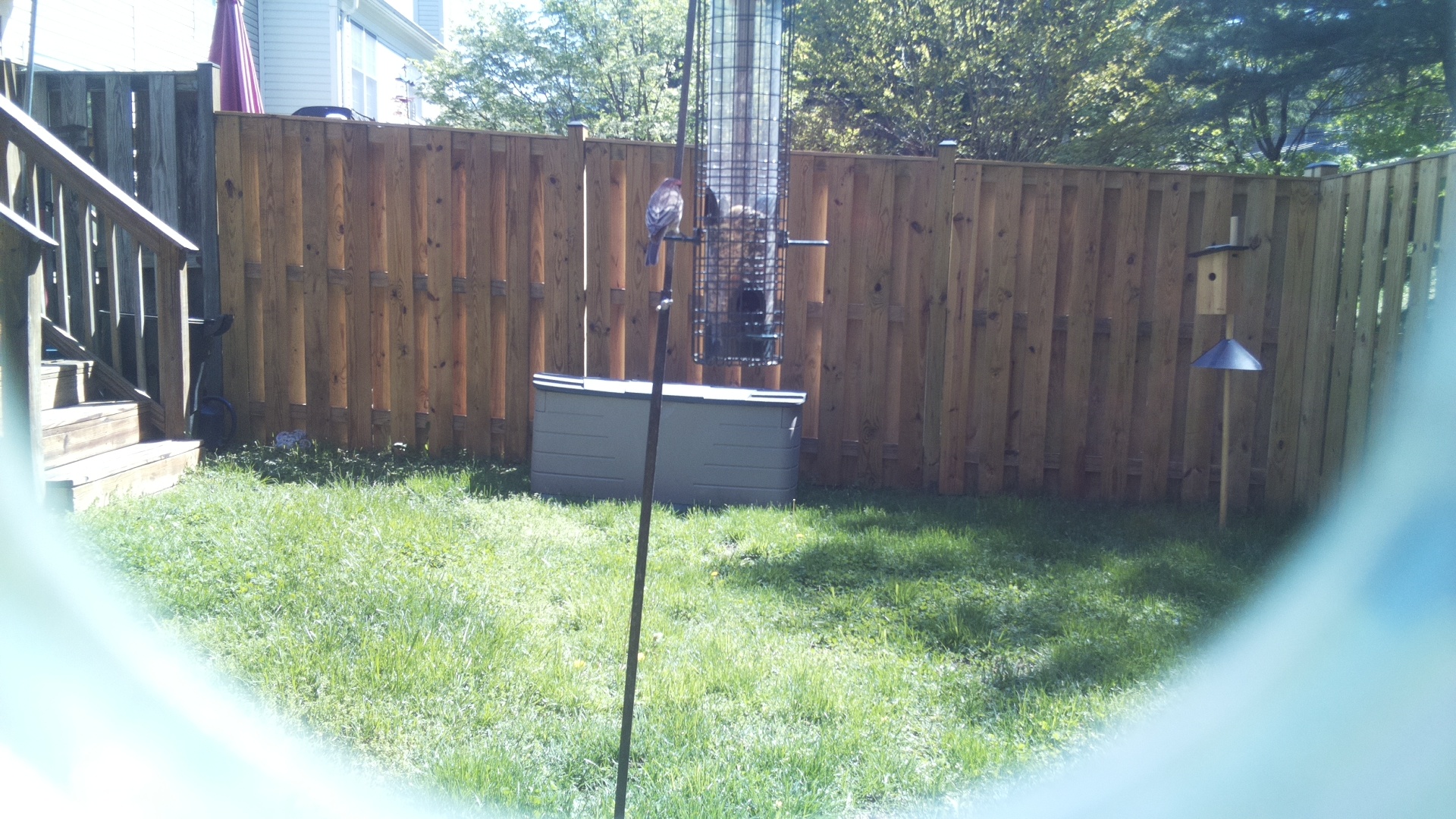 House Finch