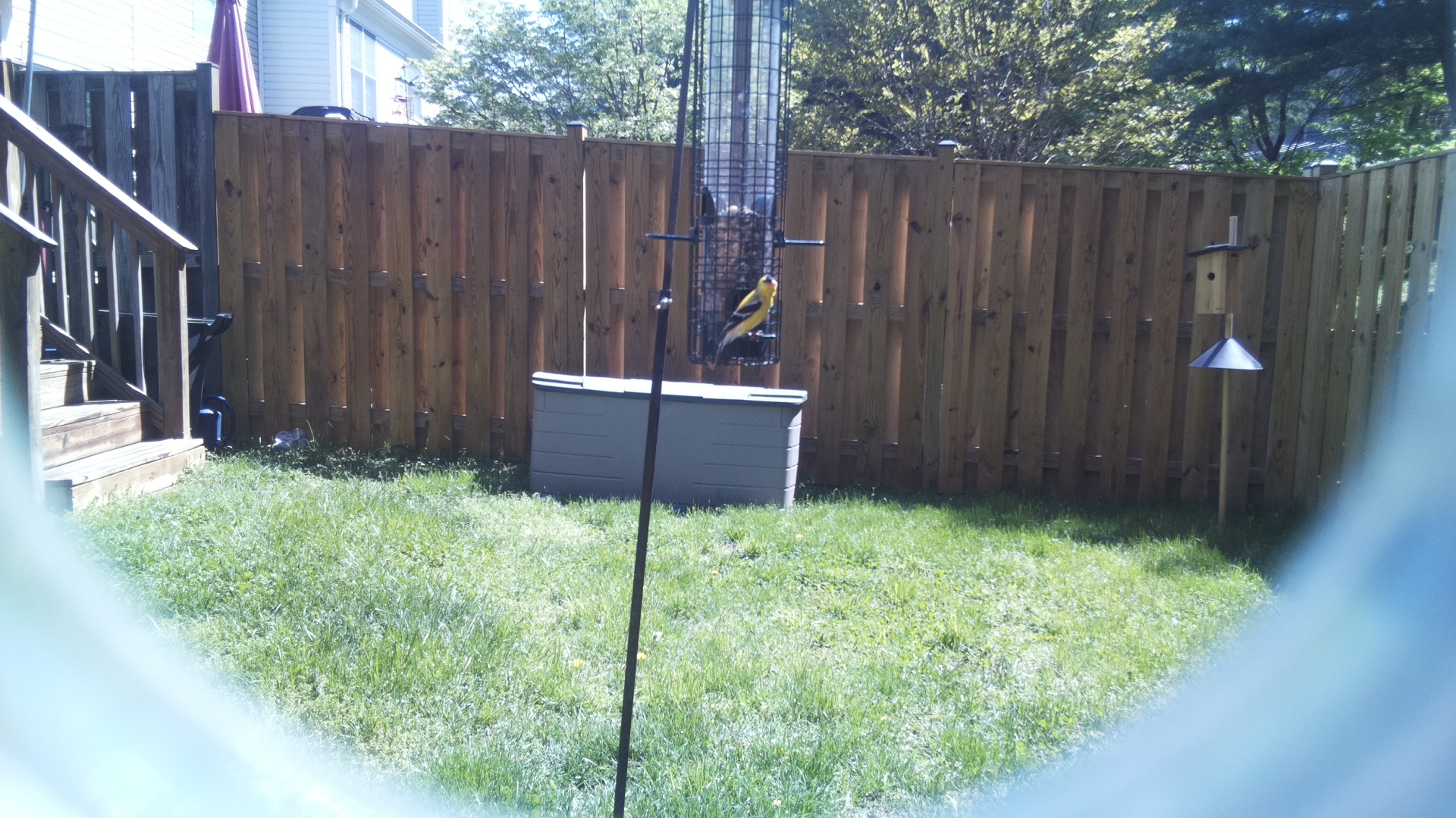 Canary