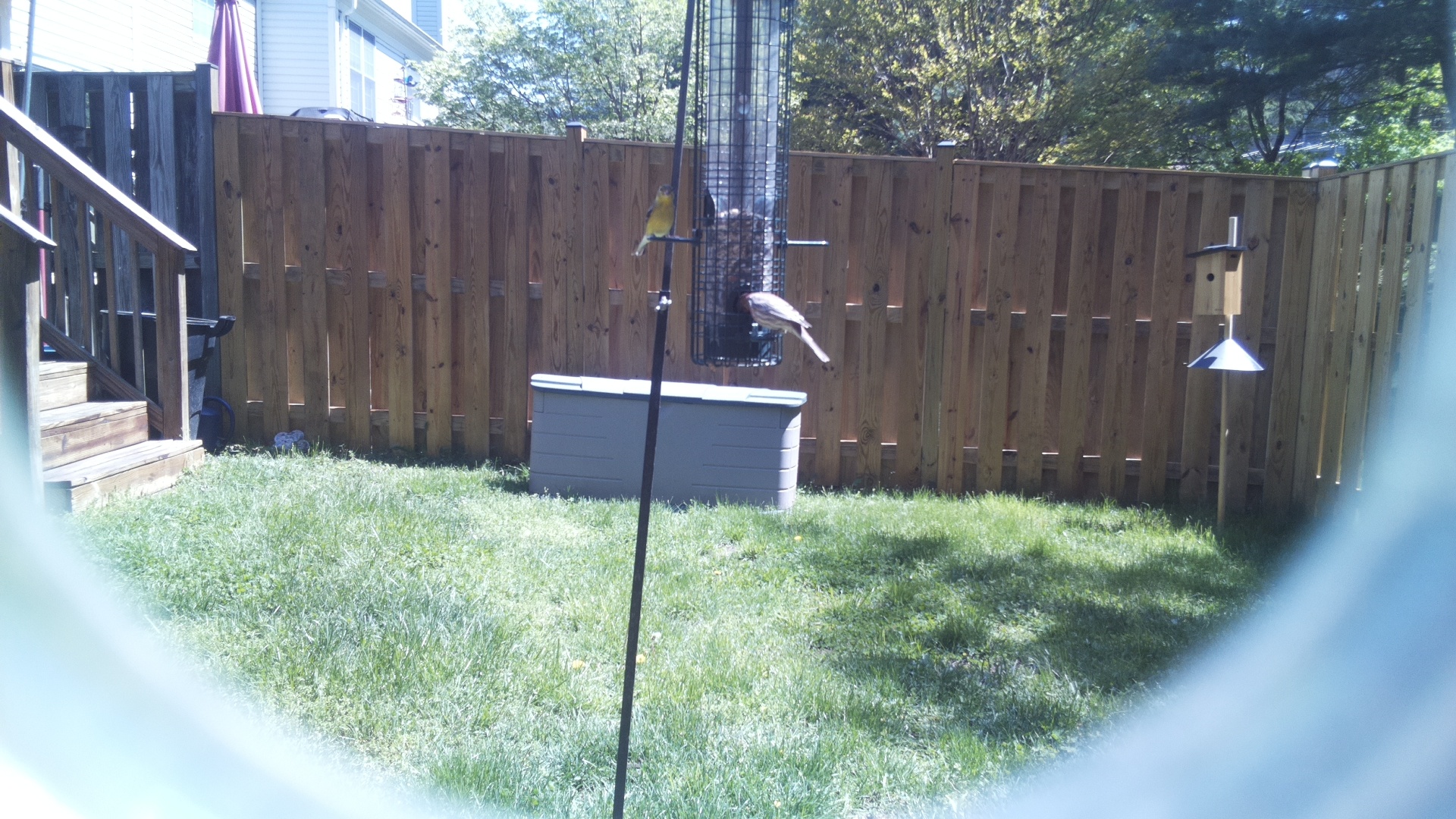 Jacobin Pigeon