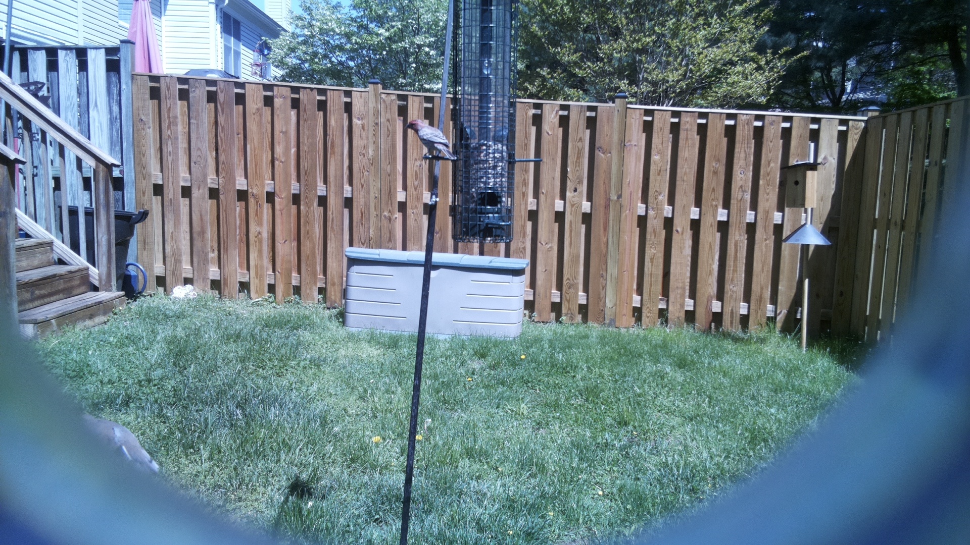 Grey Cuckooshrike