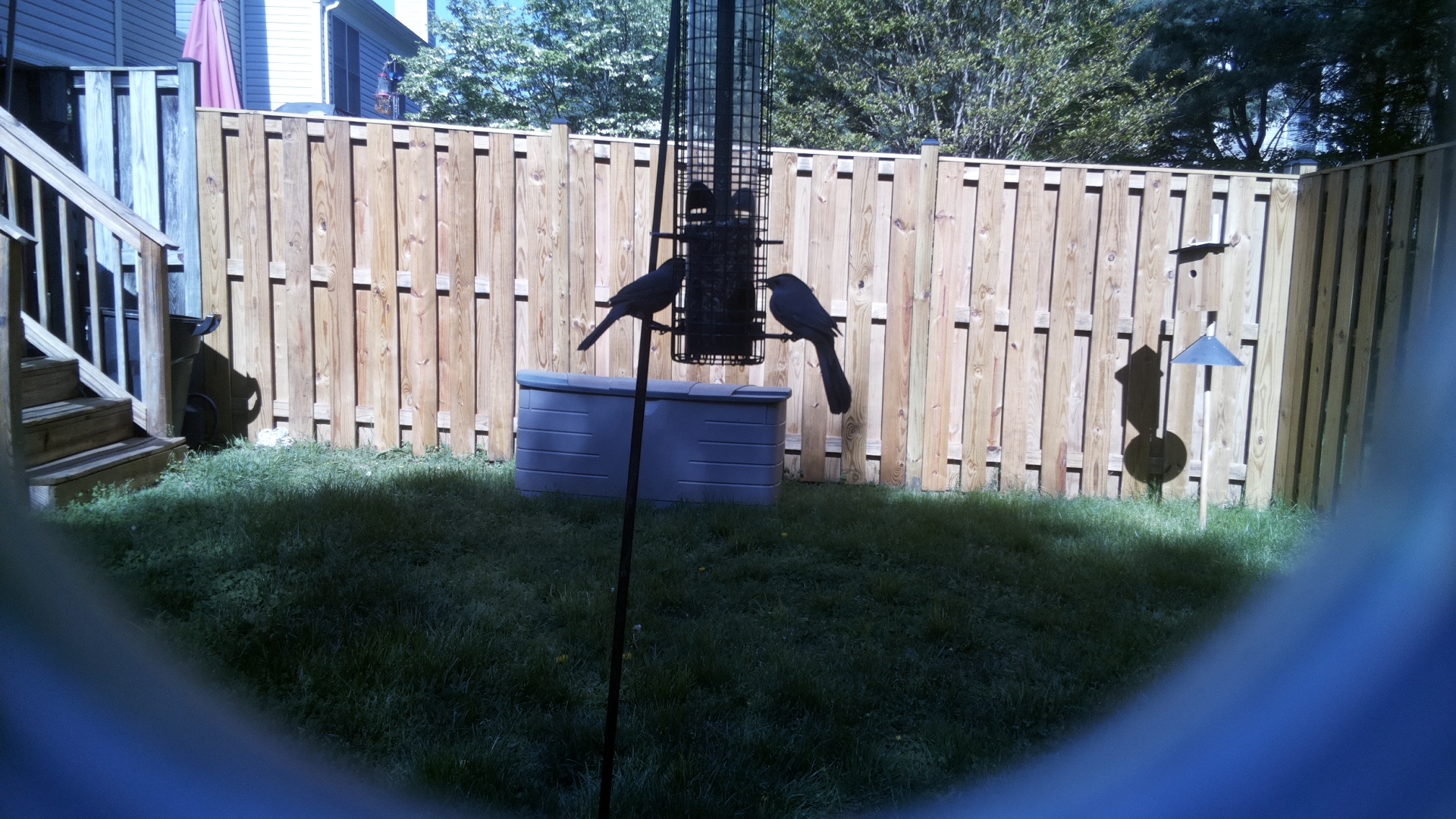 Eurasian Magpie