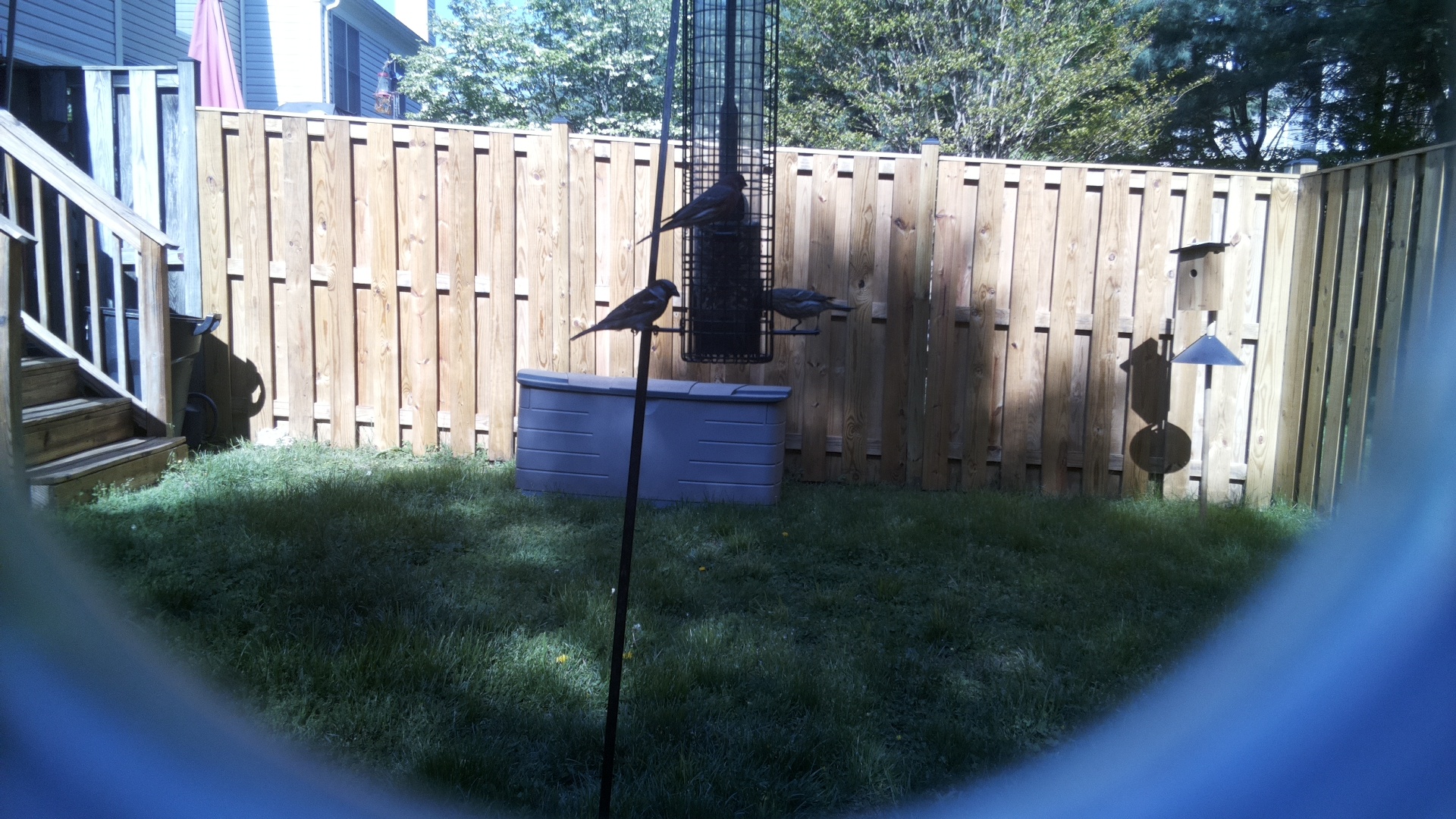 Purple Martin