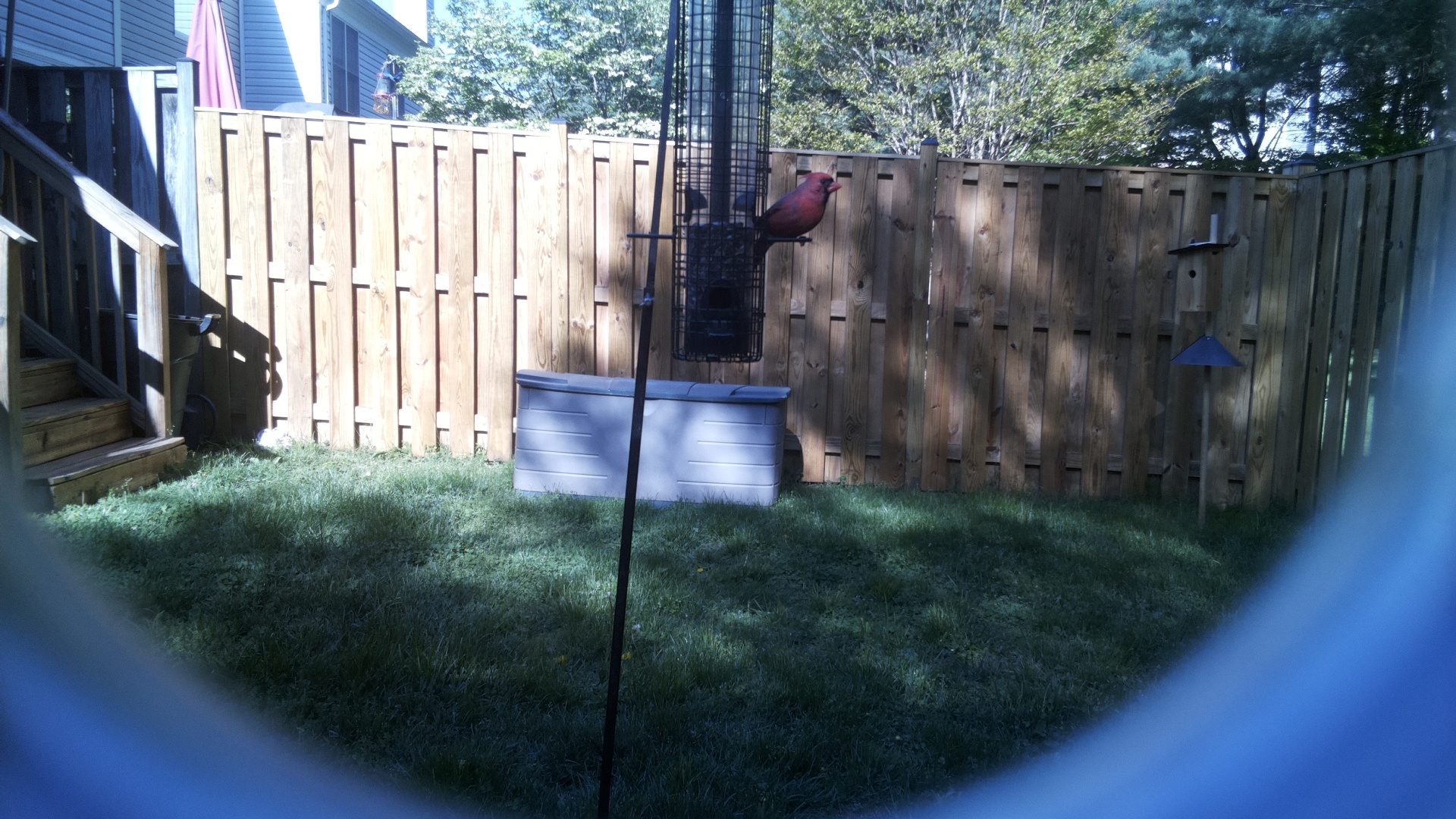 Northern Cardinal