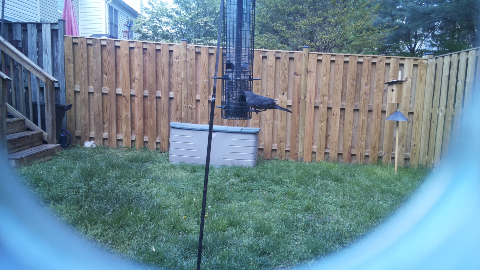 Brewers Blackbird