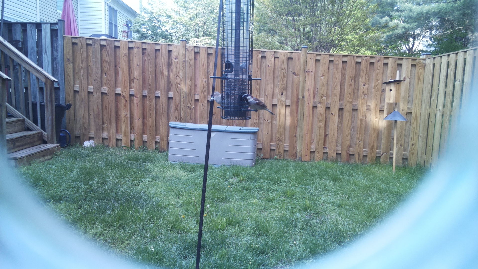 Jacobin Pigeon