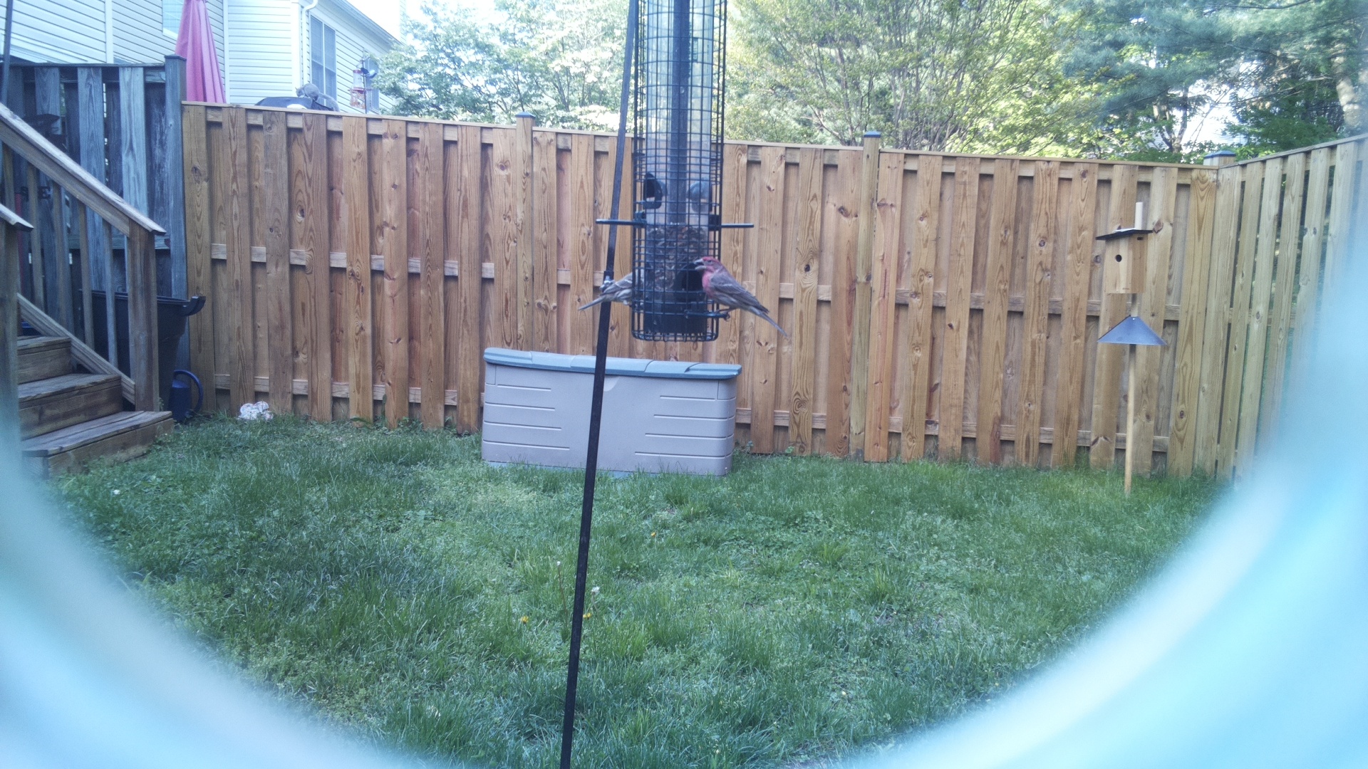 Looney Birds