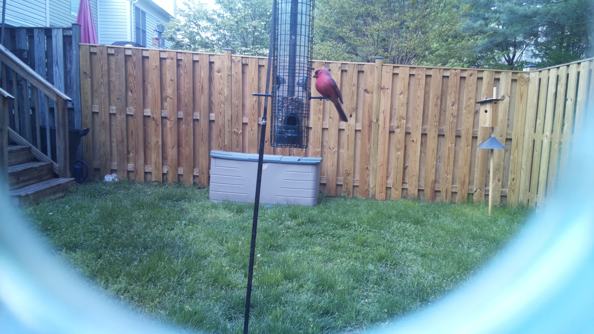 Rose Breasted Cockatoo