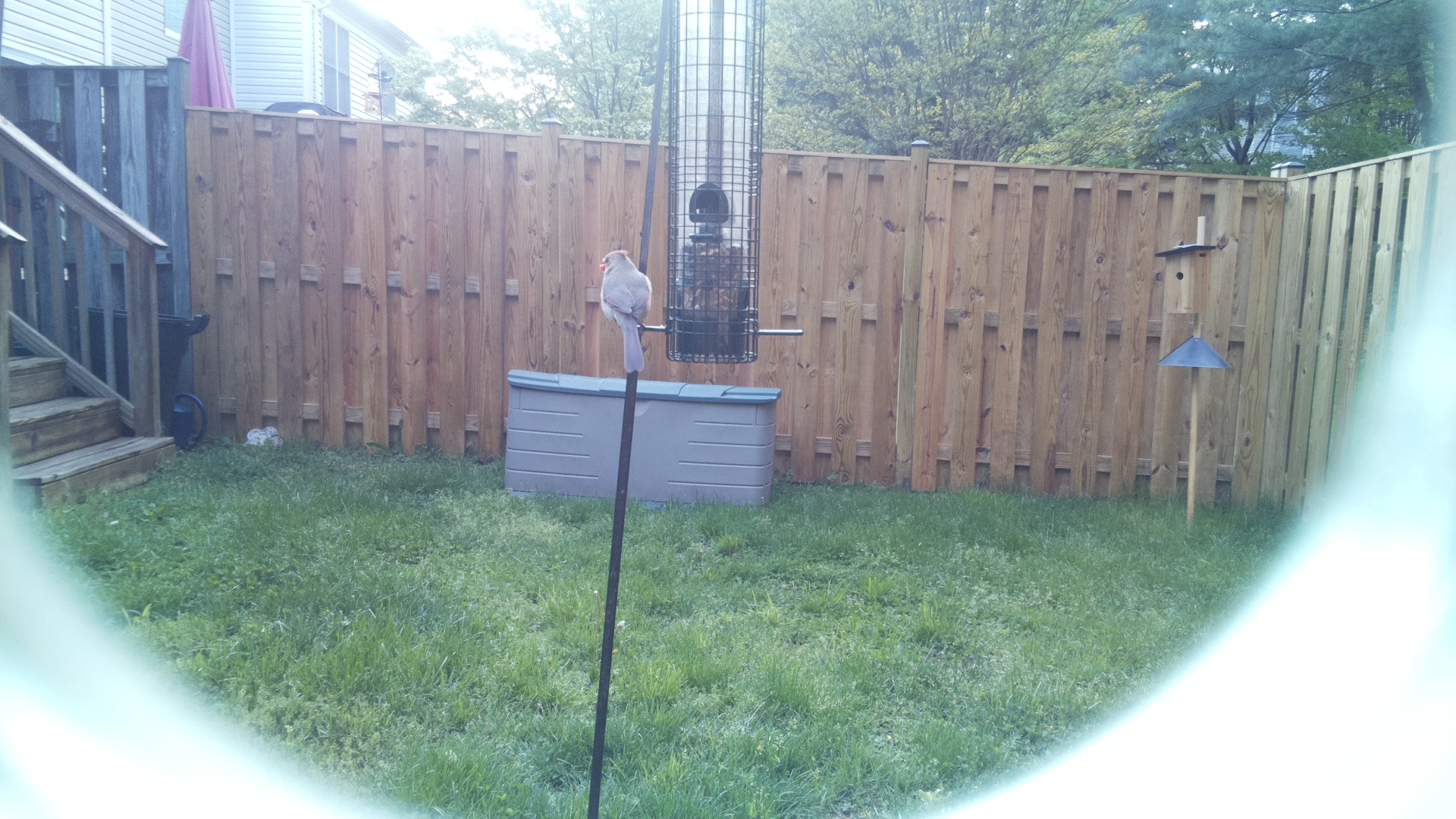 Kagu