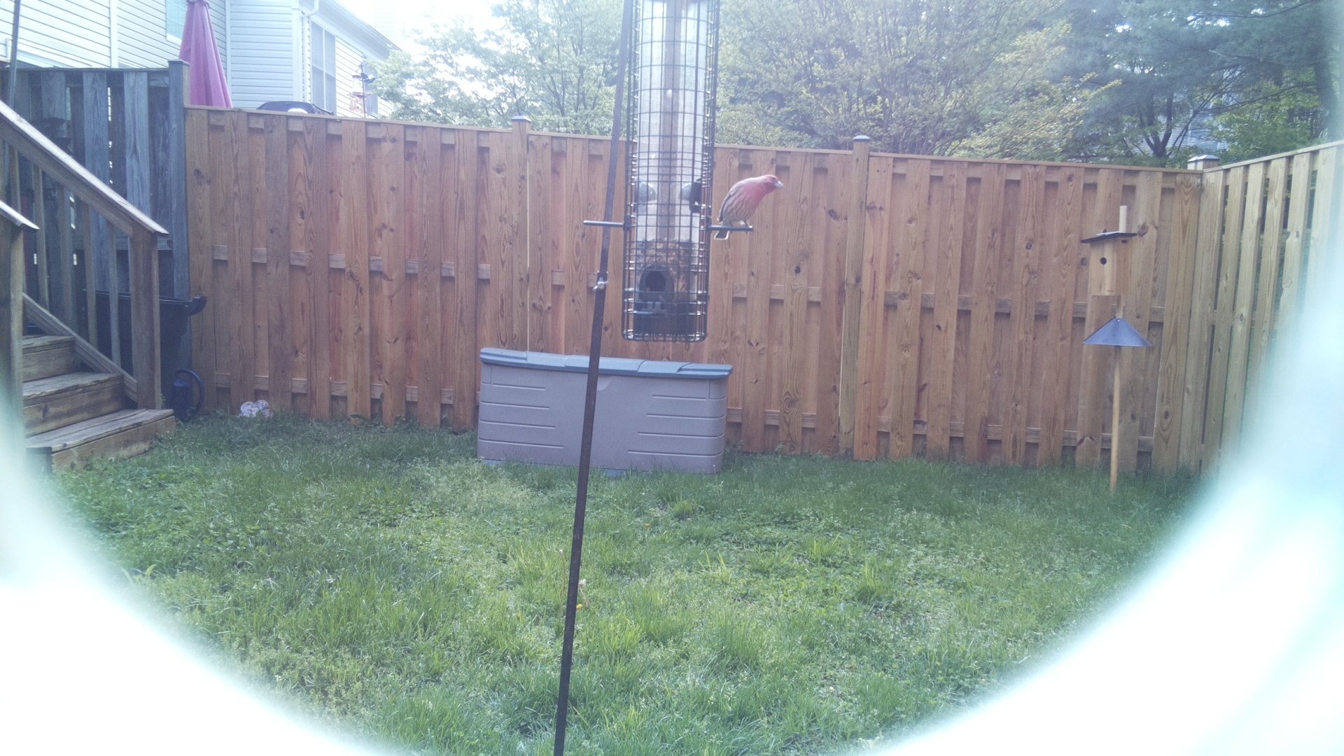 House Finch