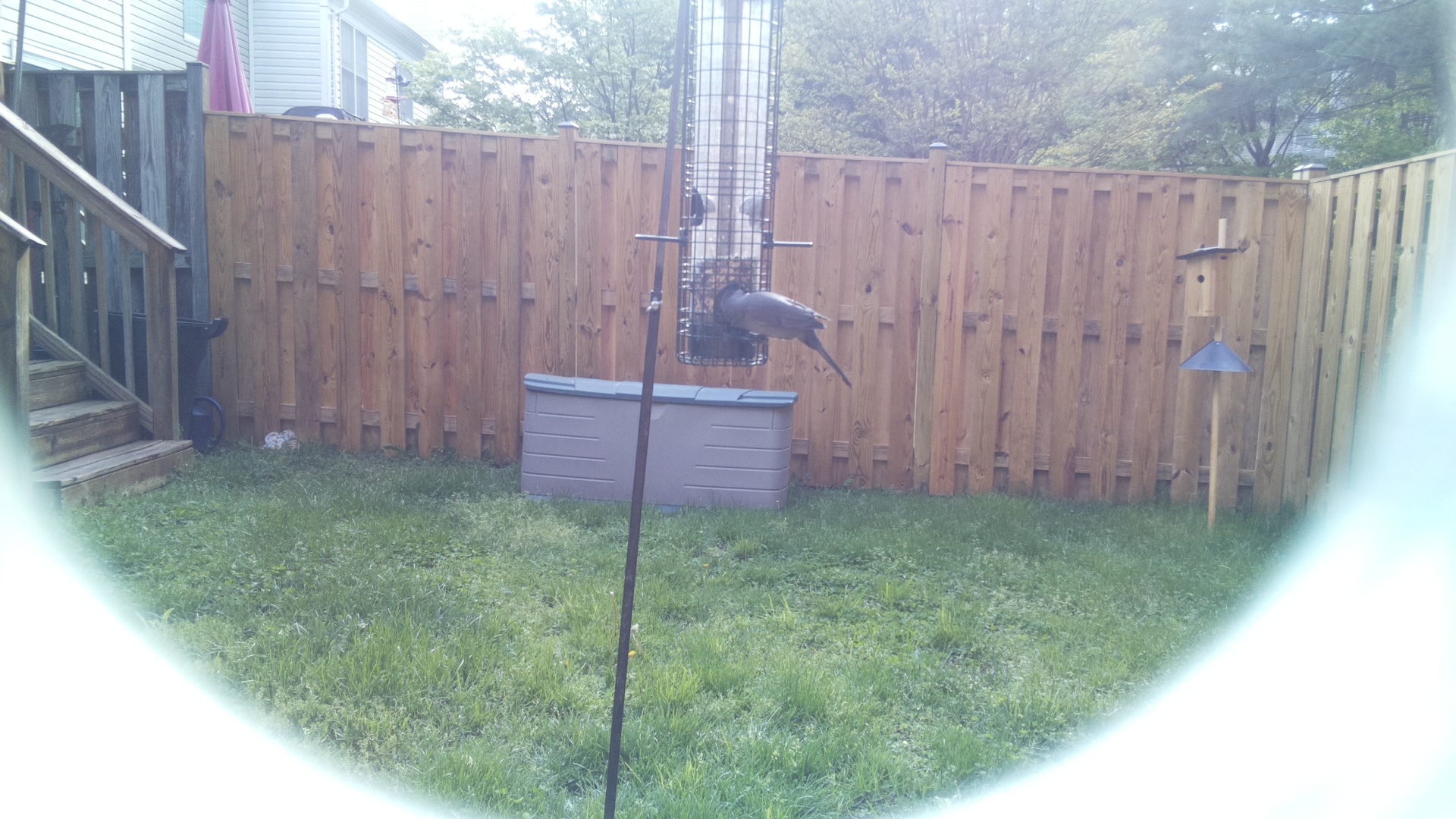 Demoiselle Crane