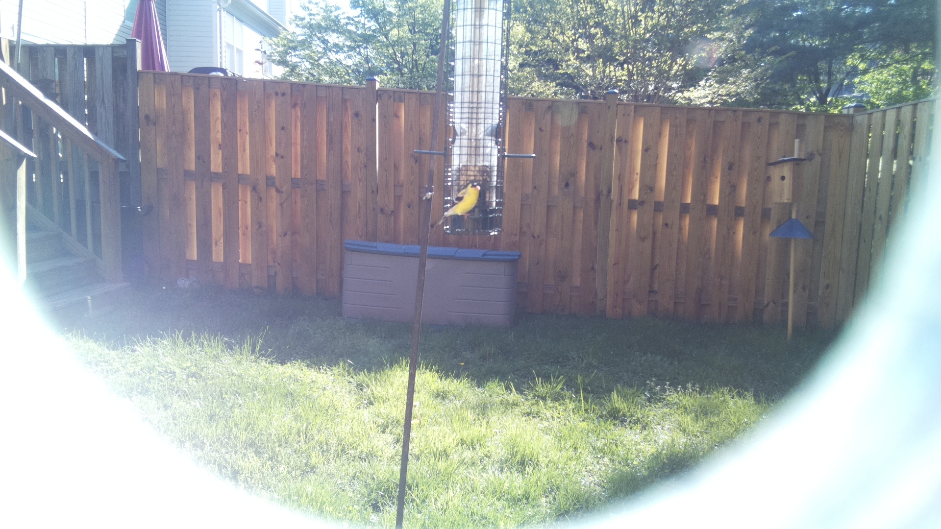Golden Parakeet