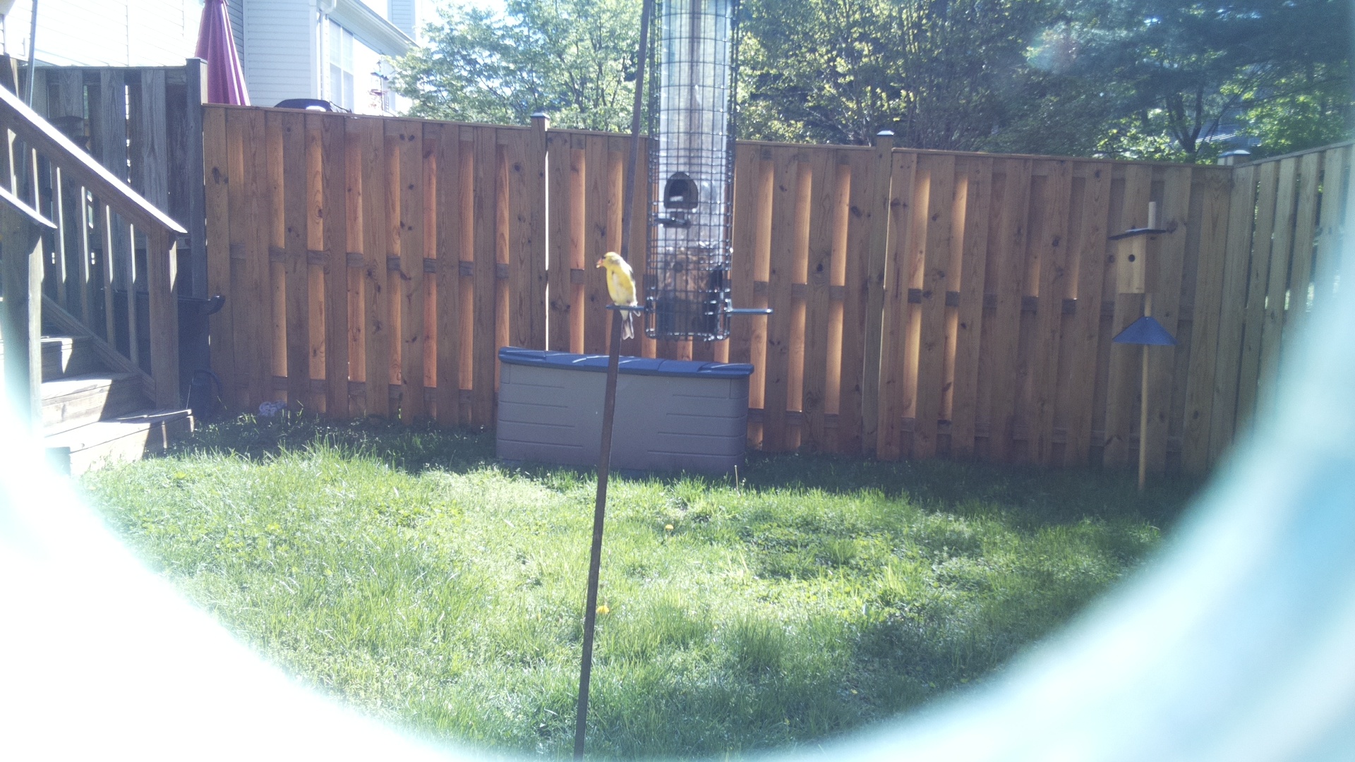 Canary