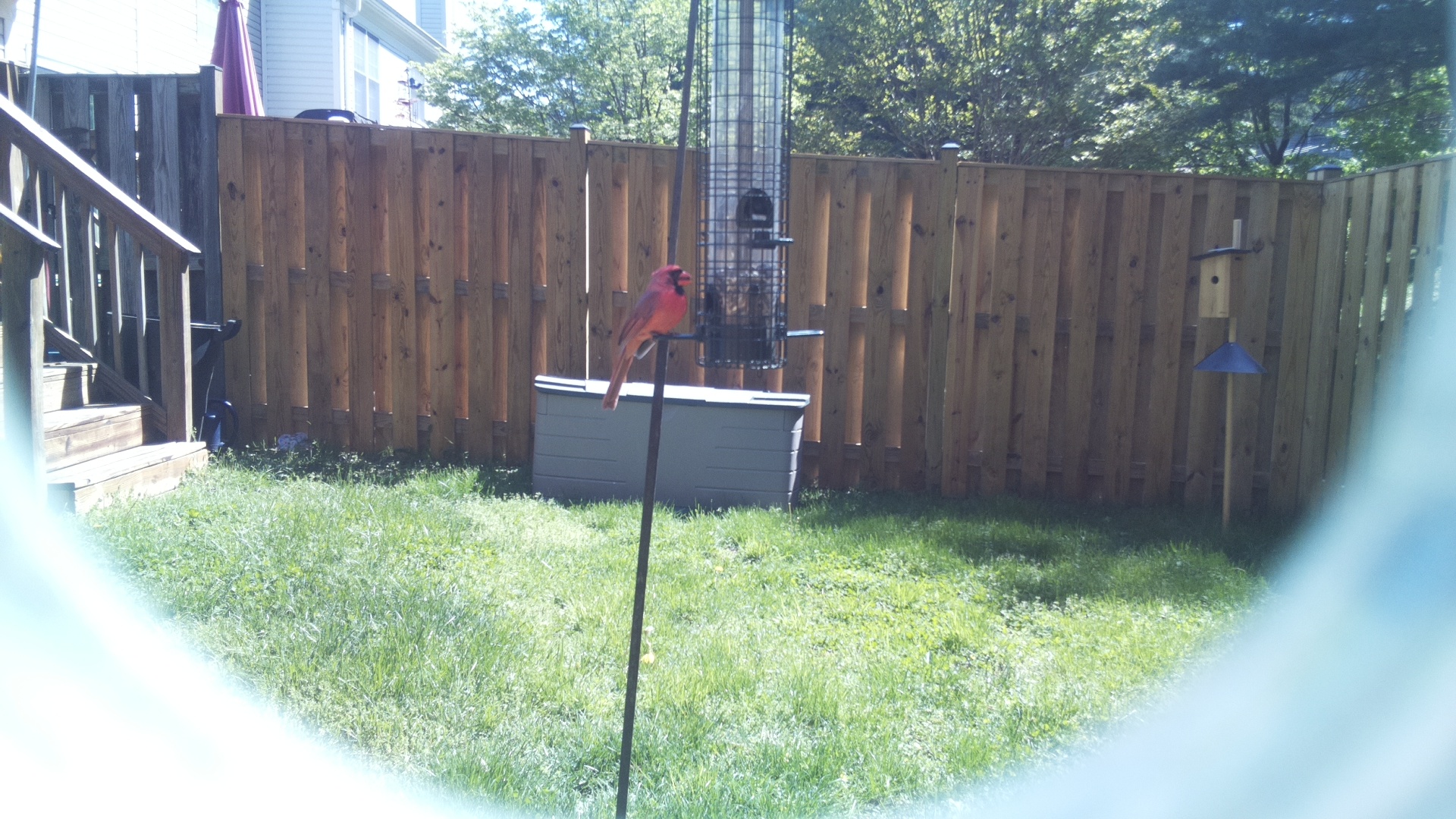Northern Cardinal