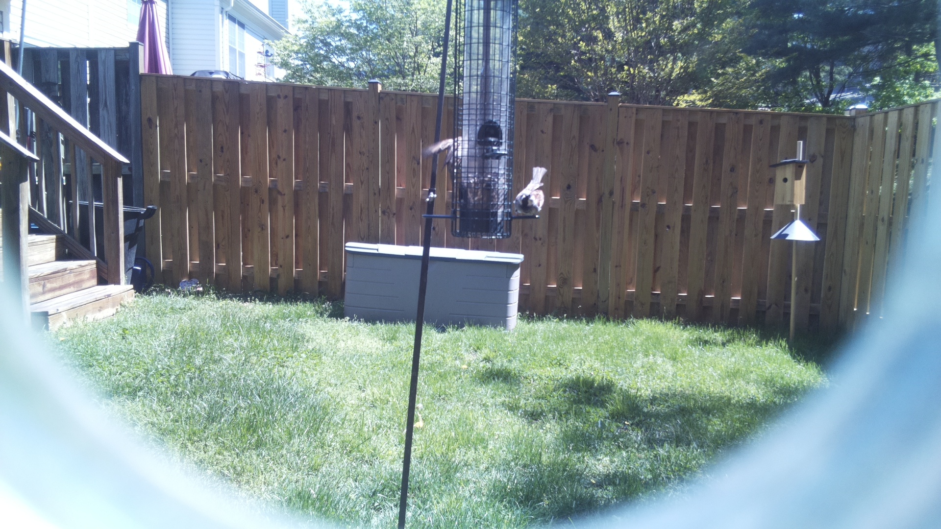 Jacobin Pigeon