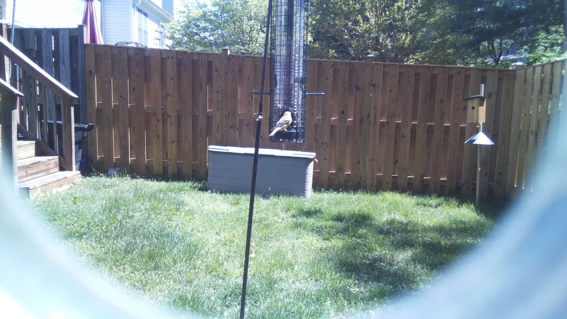 Jacobin Pigeon