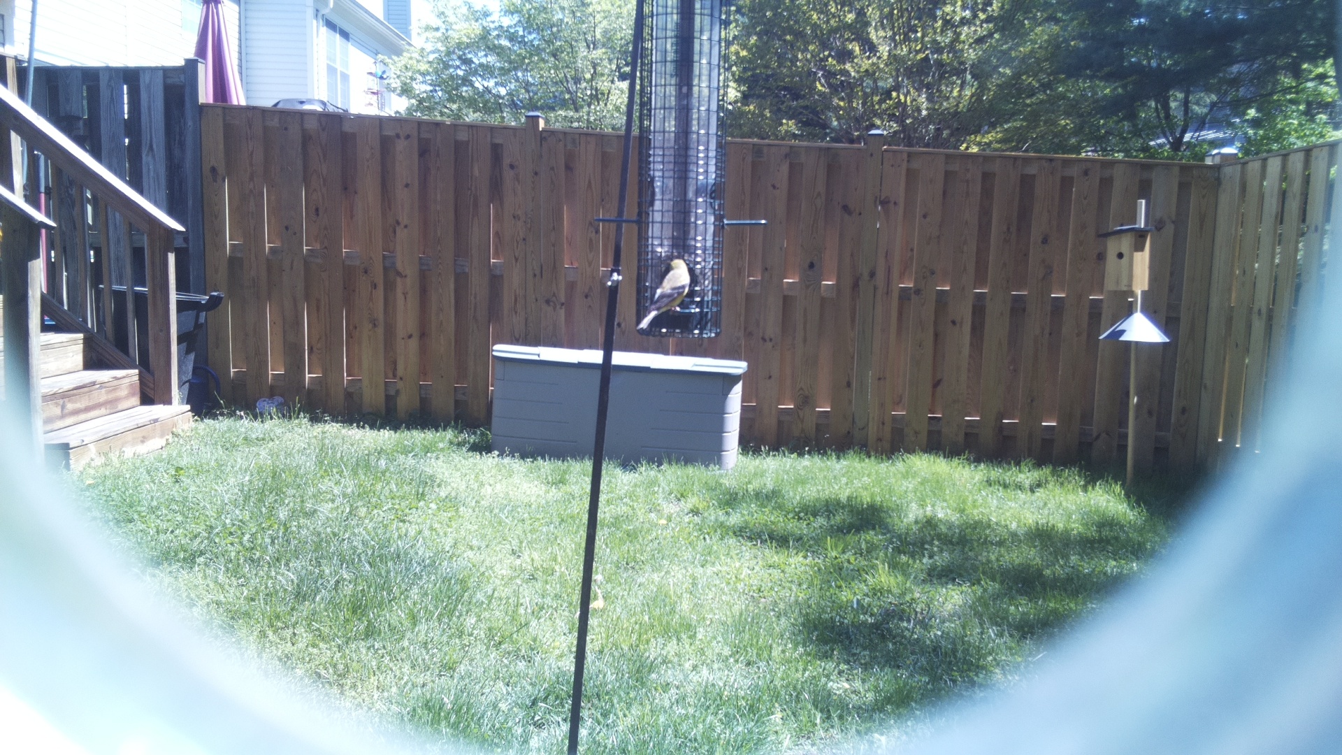 Jacobin Pigeon